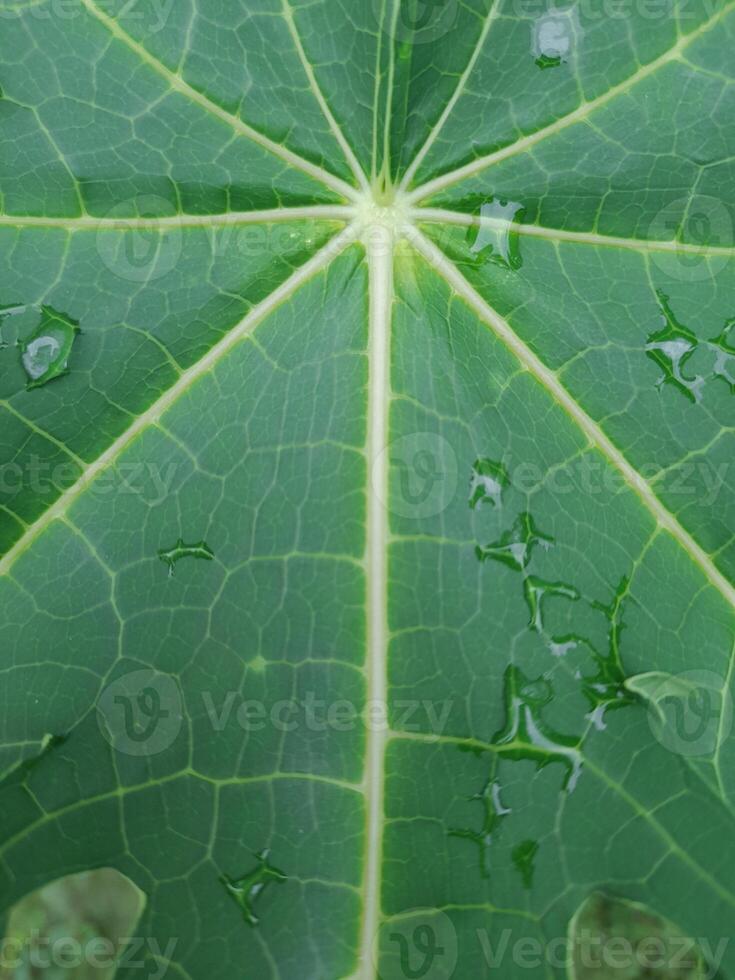 Green leaf background suitable for graphic design background photo