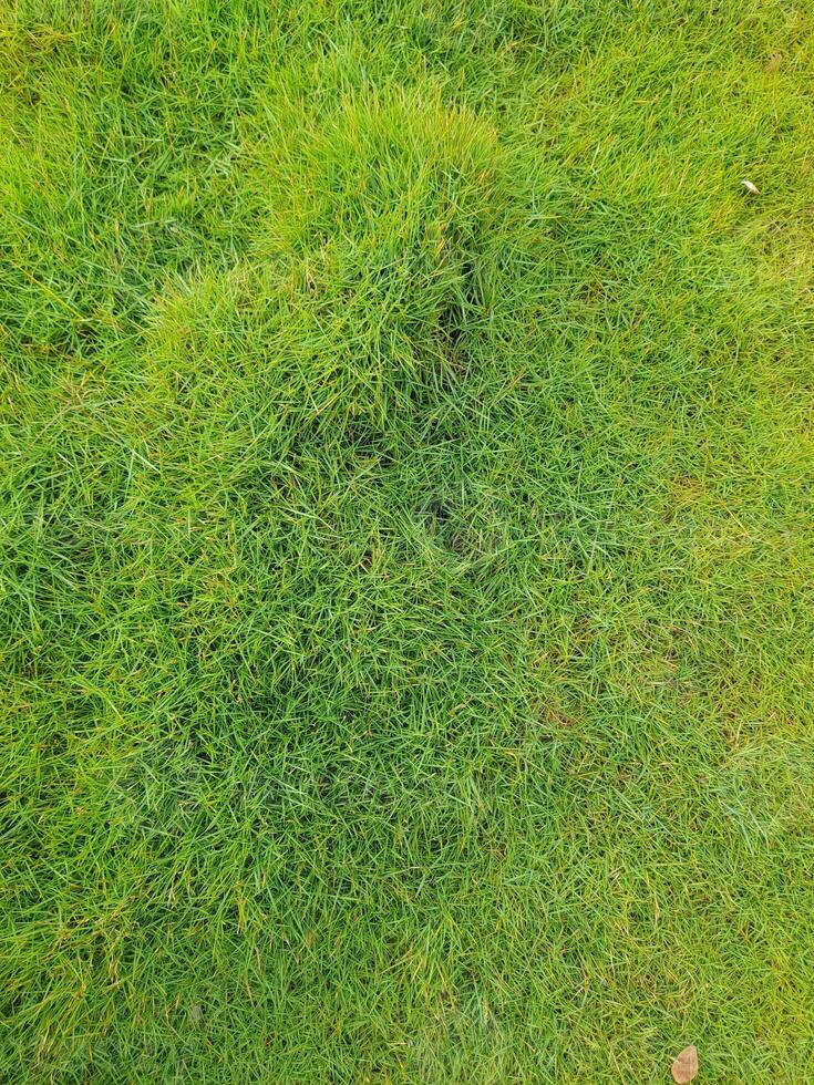 Natural grass top view suitable for graphic design background or wallpaper photo