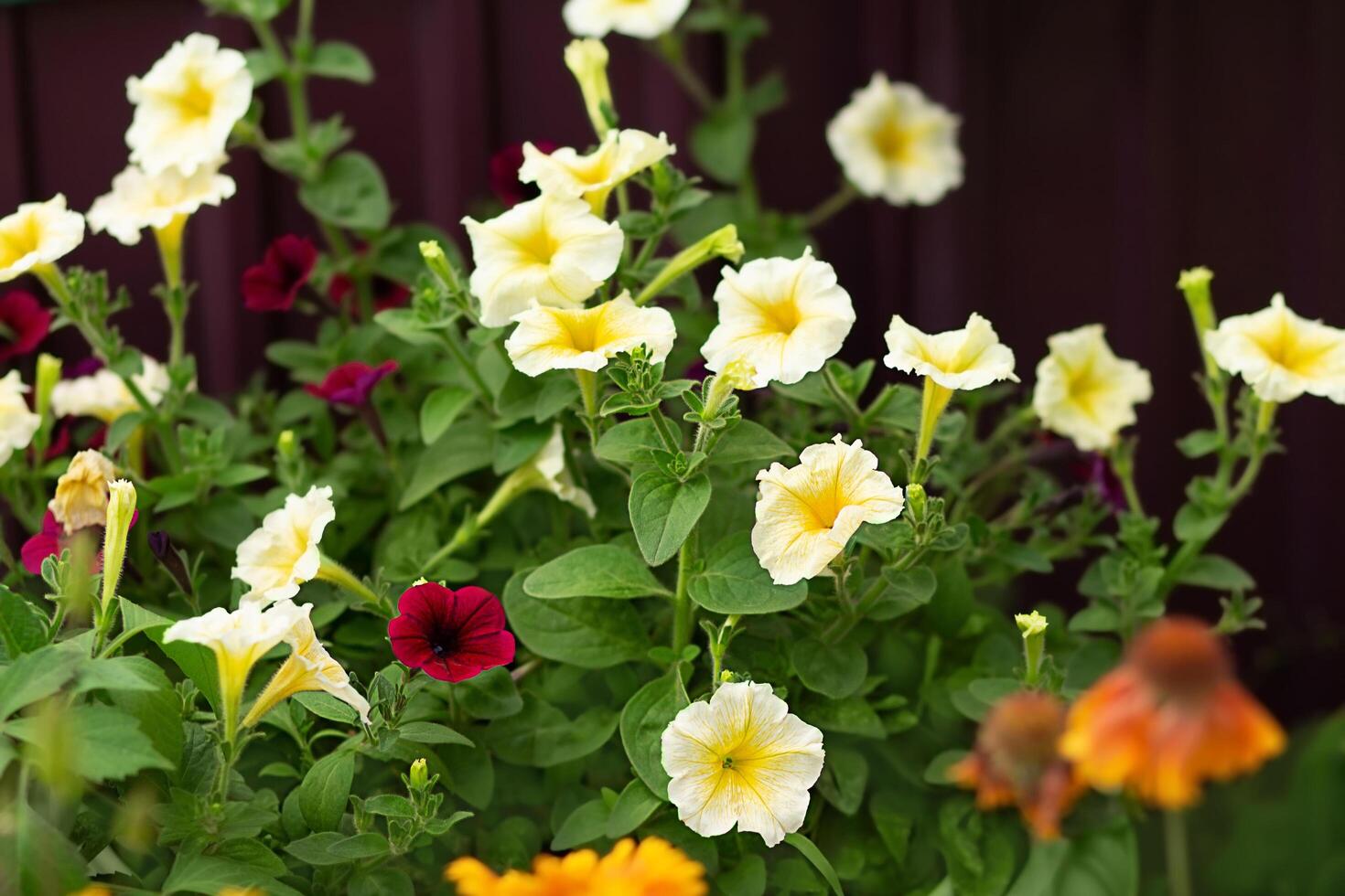 Lush blooming colorful yellow and burgundy petunias in pot. Gardening photo