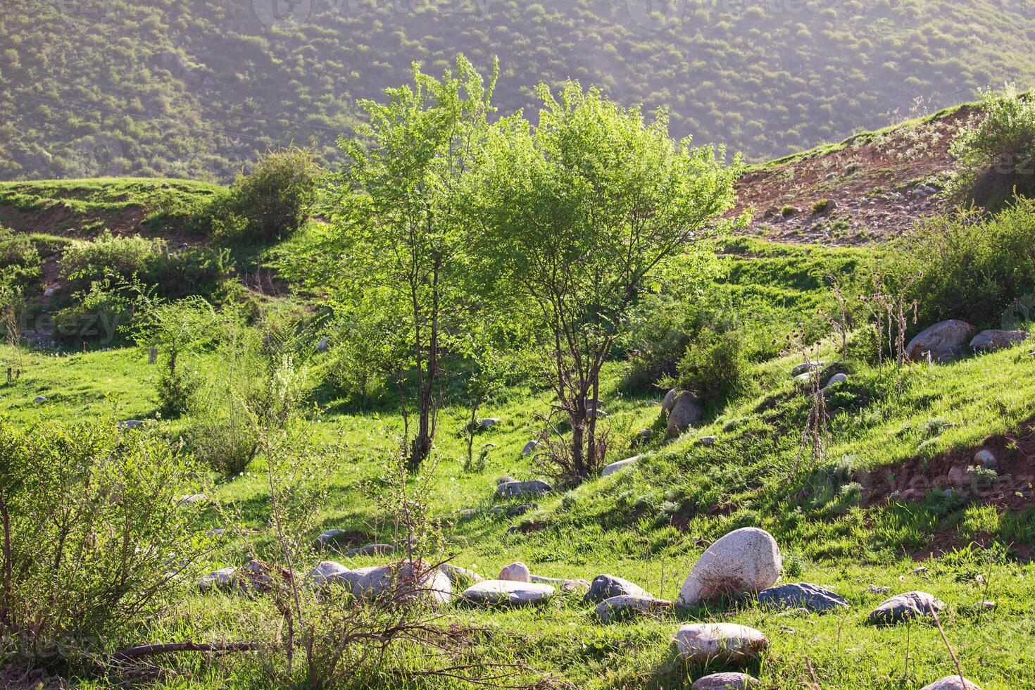 idílico montaña paisaje con floración prados, arboles y césped, piedras en primavera o verano. calma soleado día foto