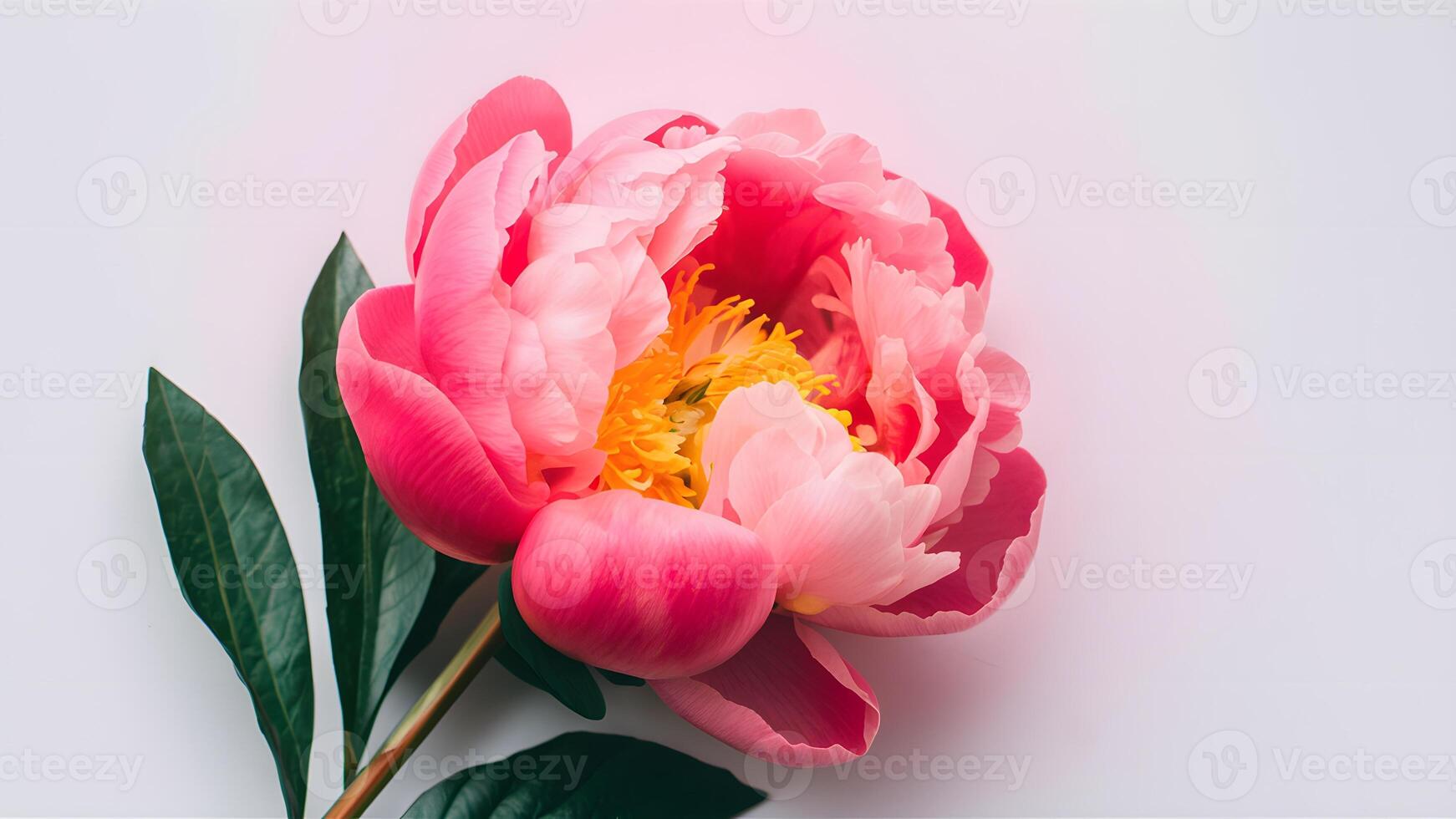 AI generated Beautiful fresh pink peony flower isolated on white background photo