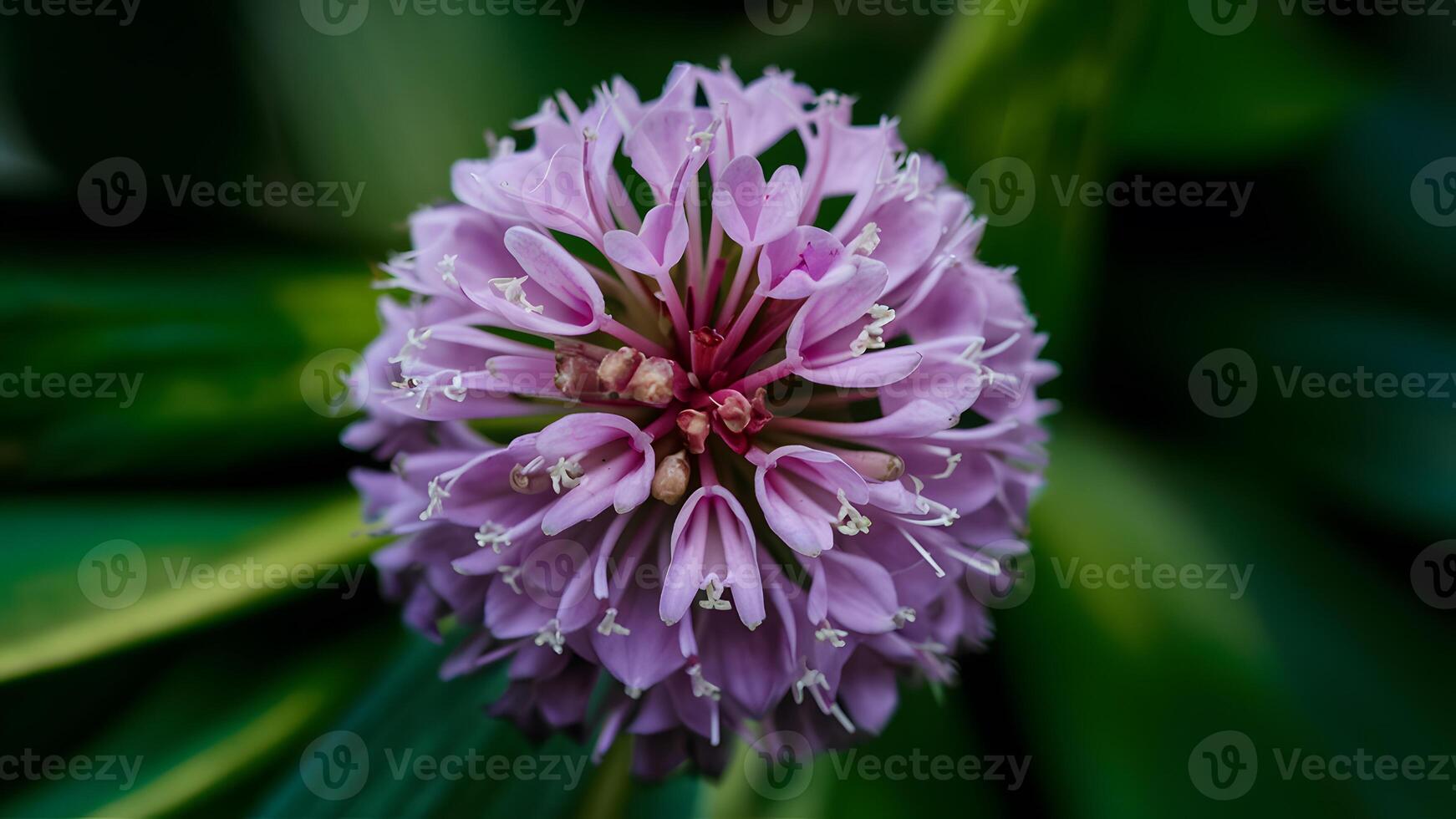 ai generado brillante Violeta flor en Esmeralda fondo, cerca arriba inflorescencia foto