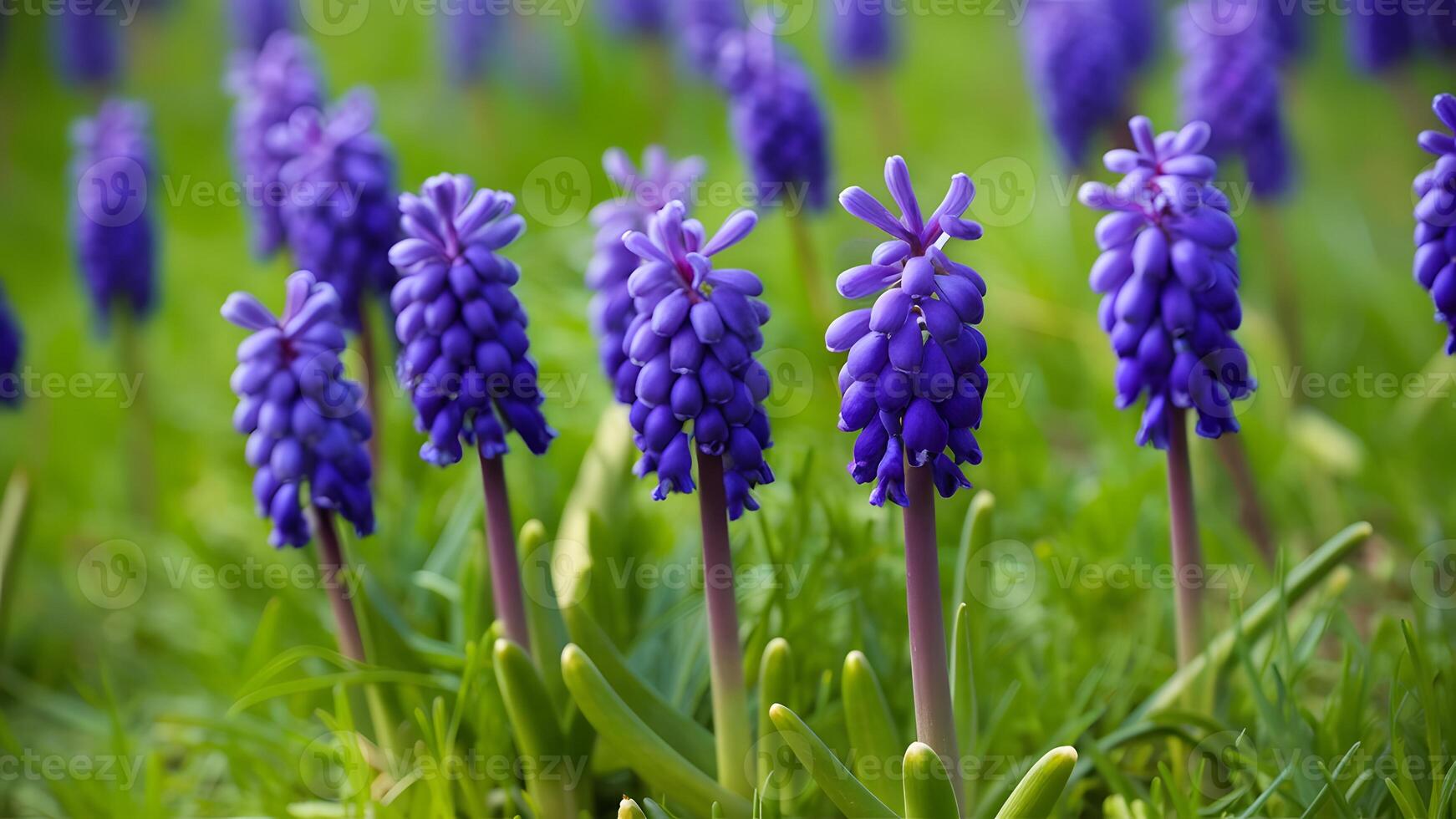 AI generated Amazing spring nature background showcases wild grape hyacinths in bloom photo