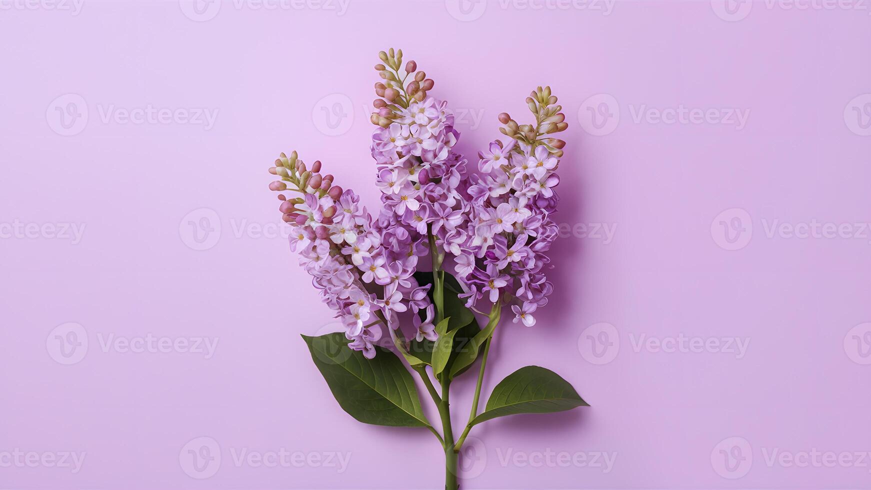 ai generado lila flores arbusto aislado en un limpiar blanco antecedentes foto