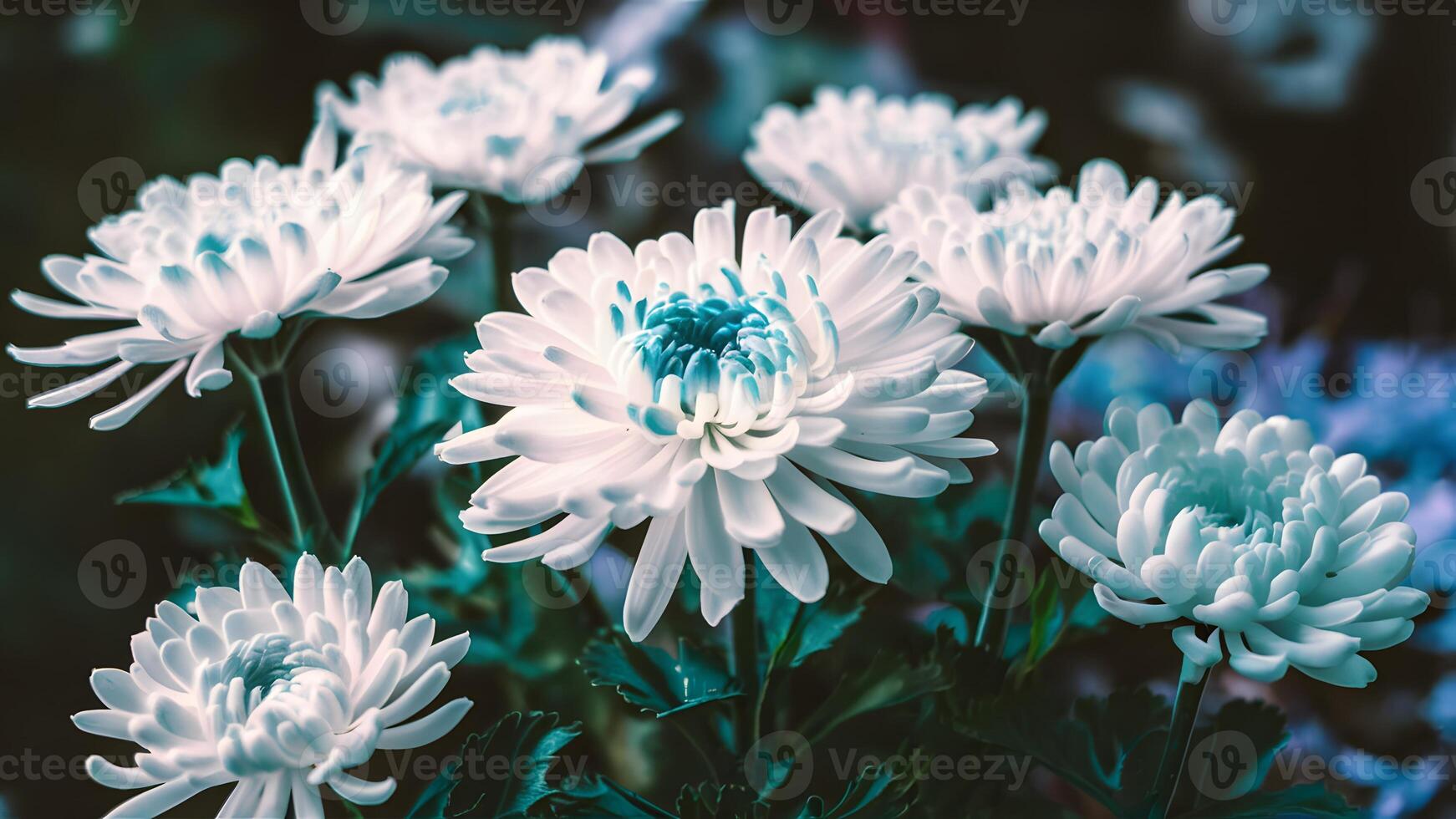 AI generated Blue and white flowers chrysanthemum in watercolor, blurry background photo