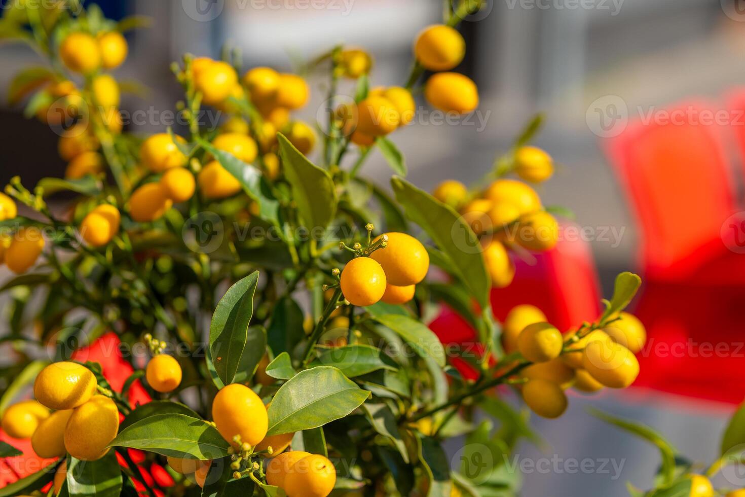 a lemon bush in spring photo