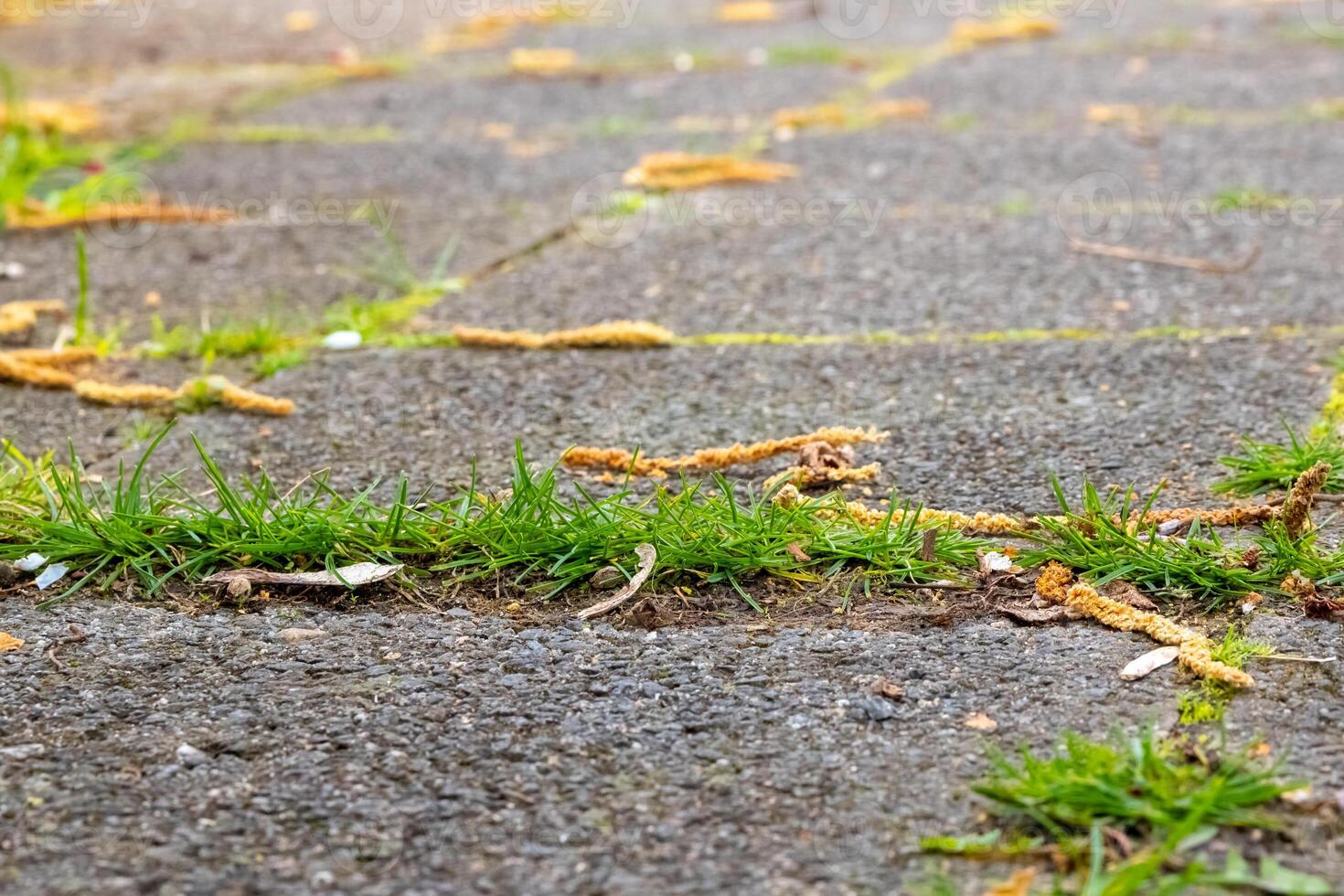 paving slabs overgrown with weeds and moss photo