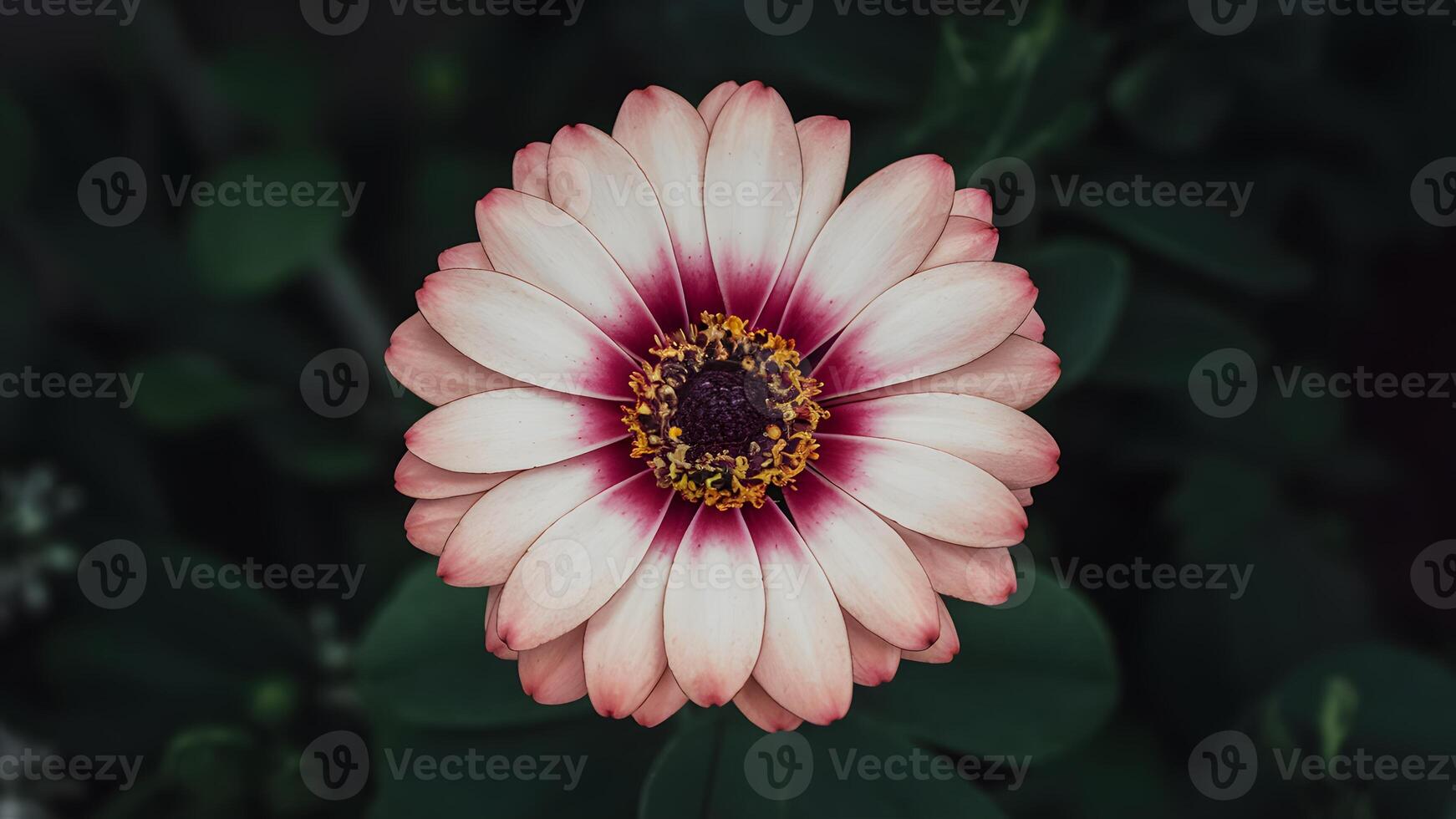 AI generated Dark background highlights close up view of beautiful glowing flower photo