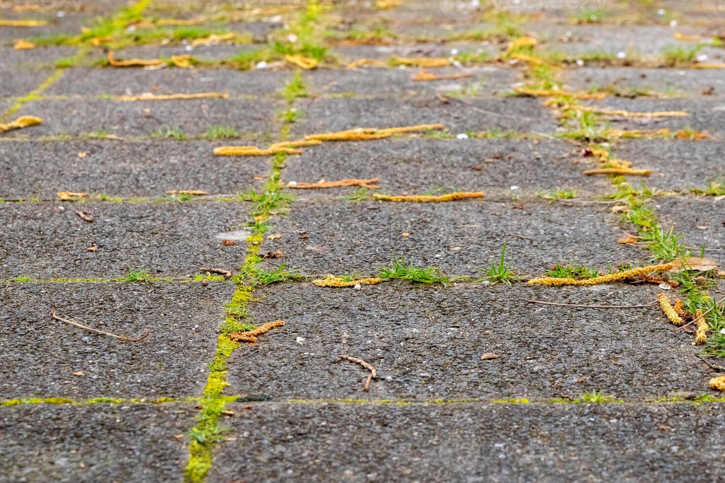 paving slabs overgrown with weeds and moss photo