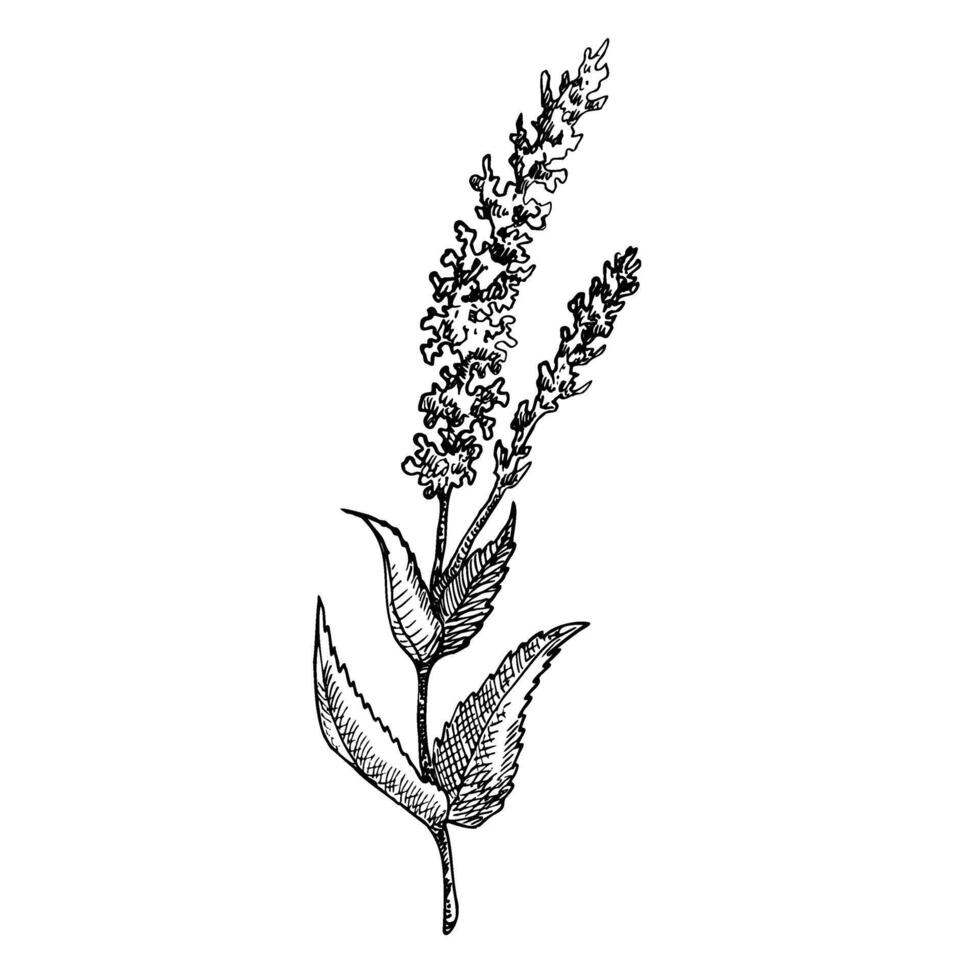 Salvia officinalis. Hand drawn vector illustration of field flower, wild herbs on isolated background. Drawing for greeting cards or wedding invitations in line art style. Engraved floral sketch.