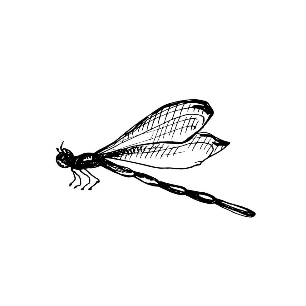 Vector drawing of dragonfly. Hand drawn linear illustration of flying insect in black and white colors. Vintage outline sketch for icon or logo painted by inks for greeting cards.