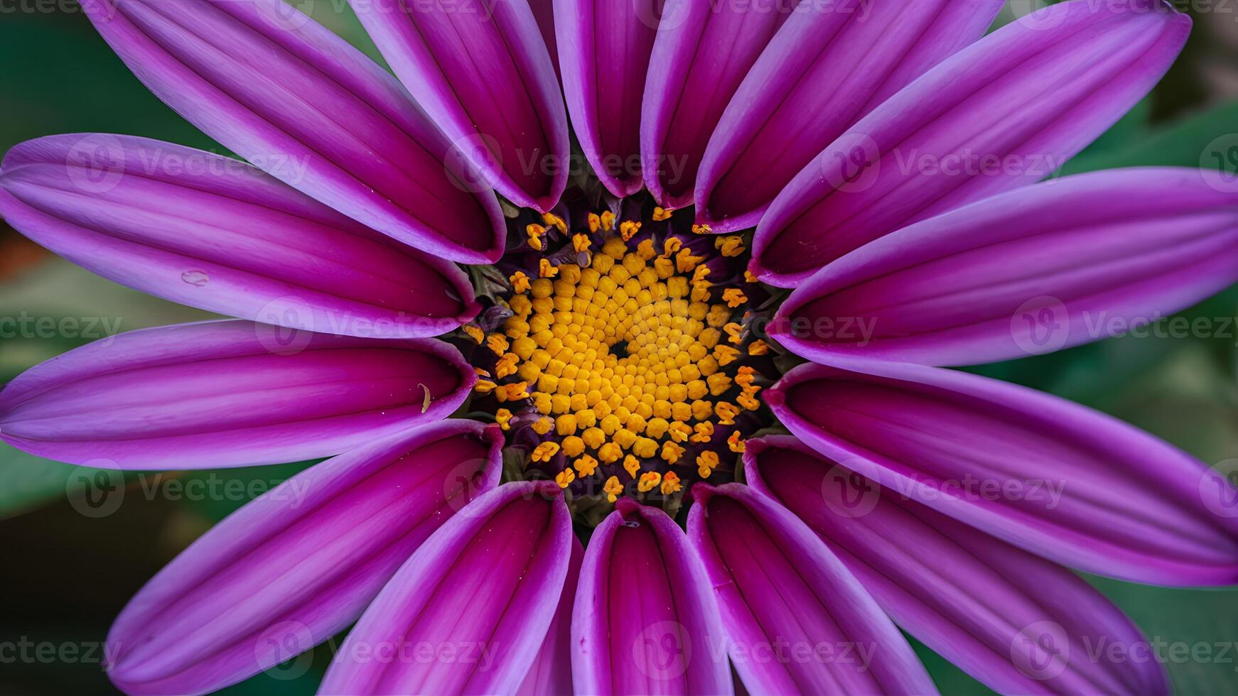 ai generado Violeta flor macro Disparo crea un maravilloso y vibrante fondo foto