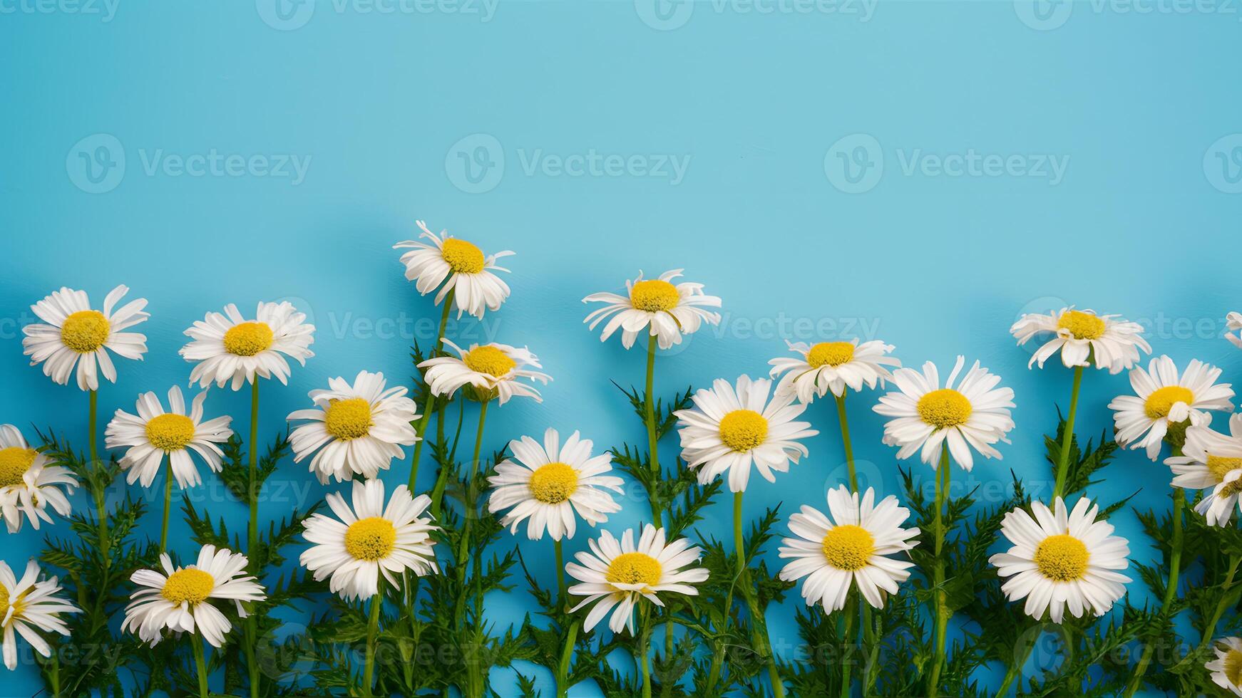 AI generated Blue background provides perfect setting for chamomile flower border photo