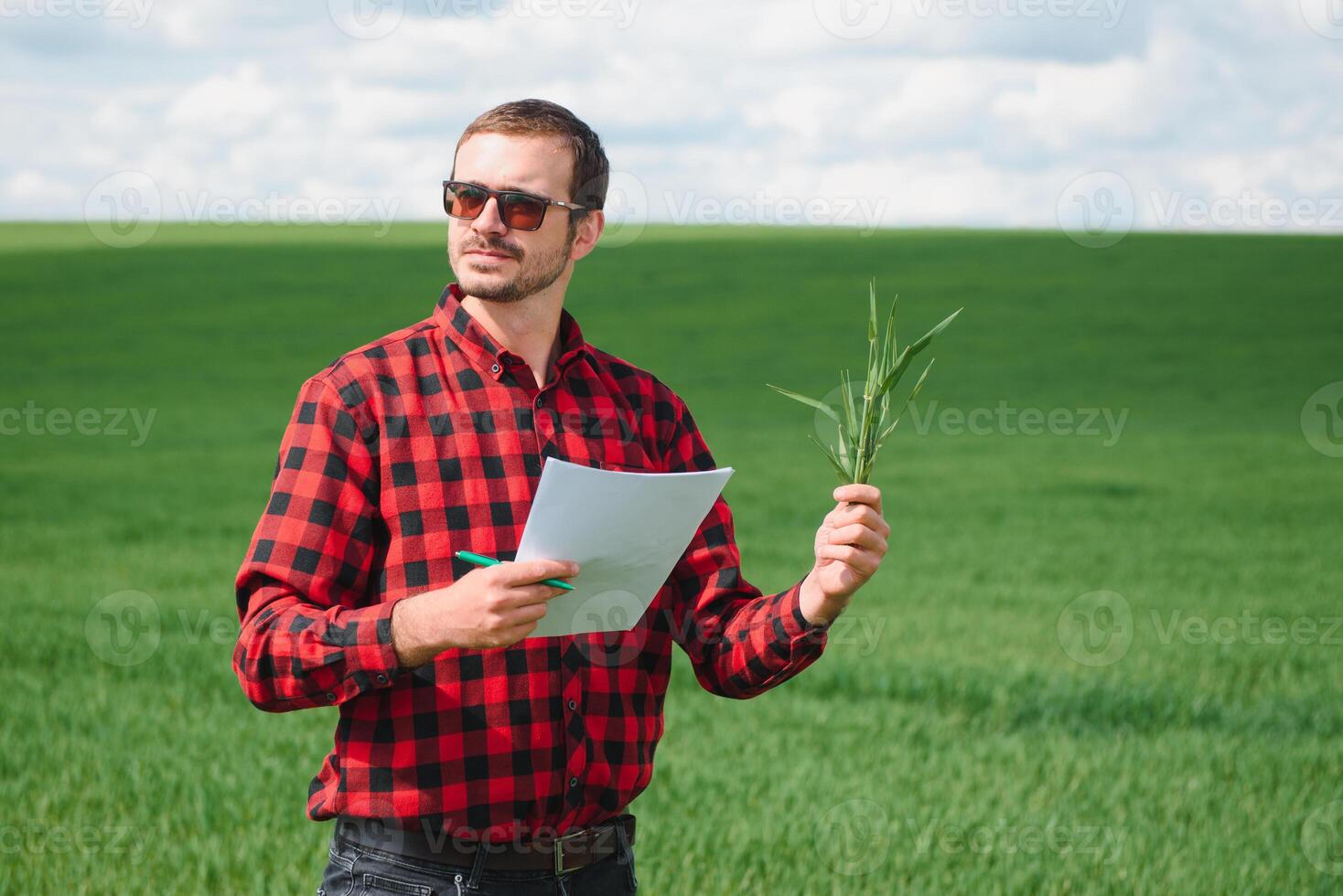 granjero caminando mediante un verde trigo campo en Ventoso primavera día y examinando cereal cultivos foto