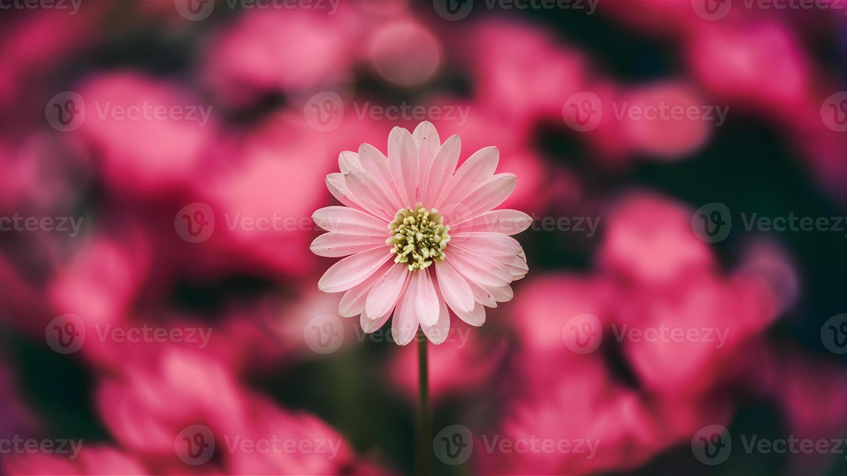 AI generated Pink bokeh adds beauty to abstract blurred background image photo