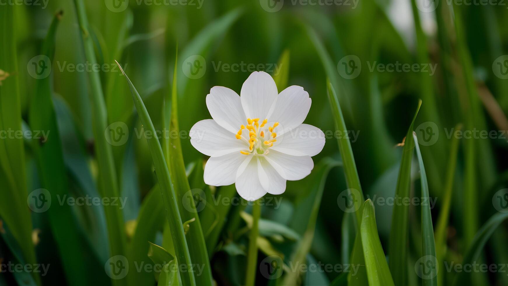 AI generated White wild carrot flower brings freshness to spring background photo