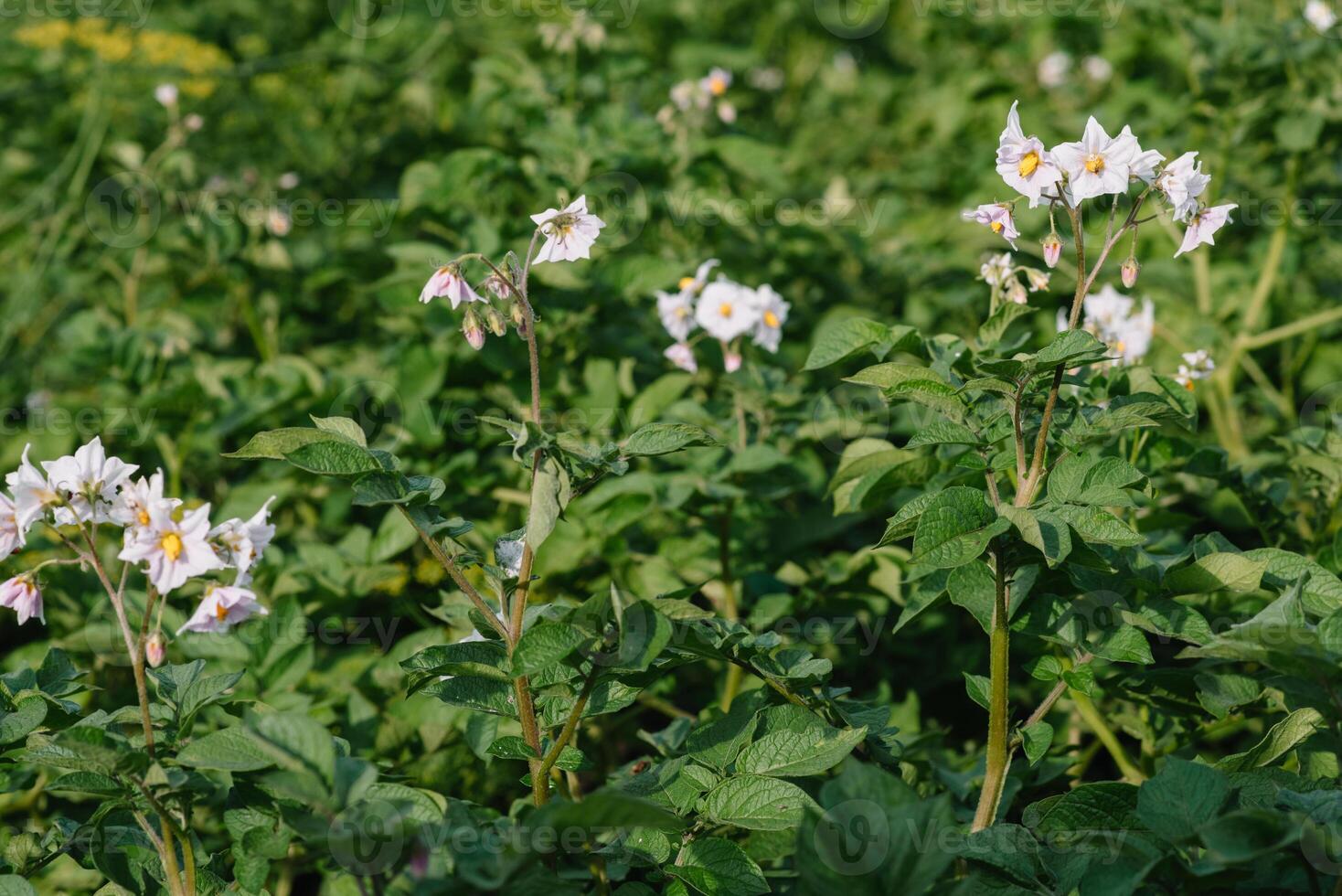 the potato flowers are white, blurred background the garden of the natural growing conditions photo