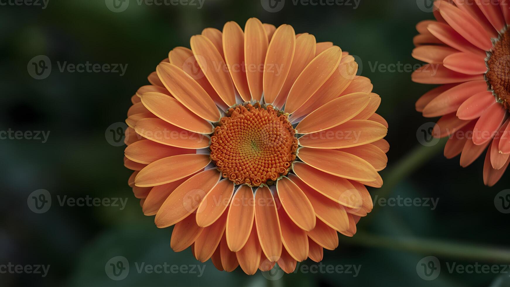 AI generated Bright vibrant orange gerber daisy bloom in close up shot photo