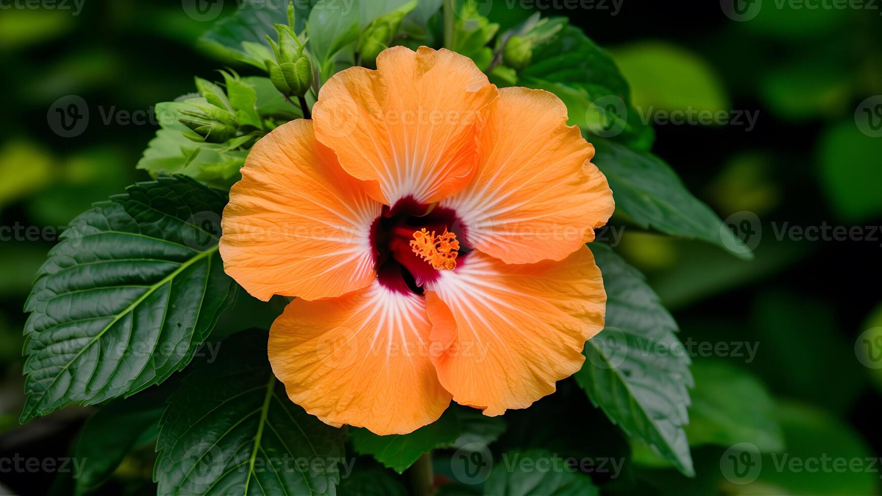 AI generated Orange color hibiscus flower green leaves isolated white background photo