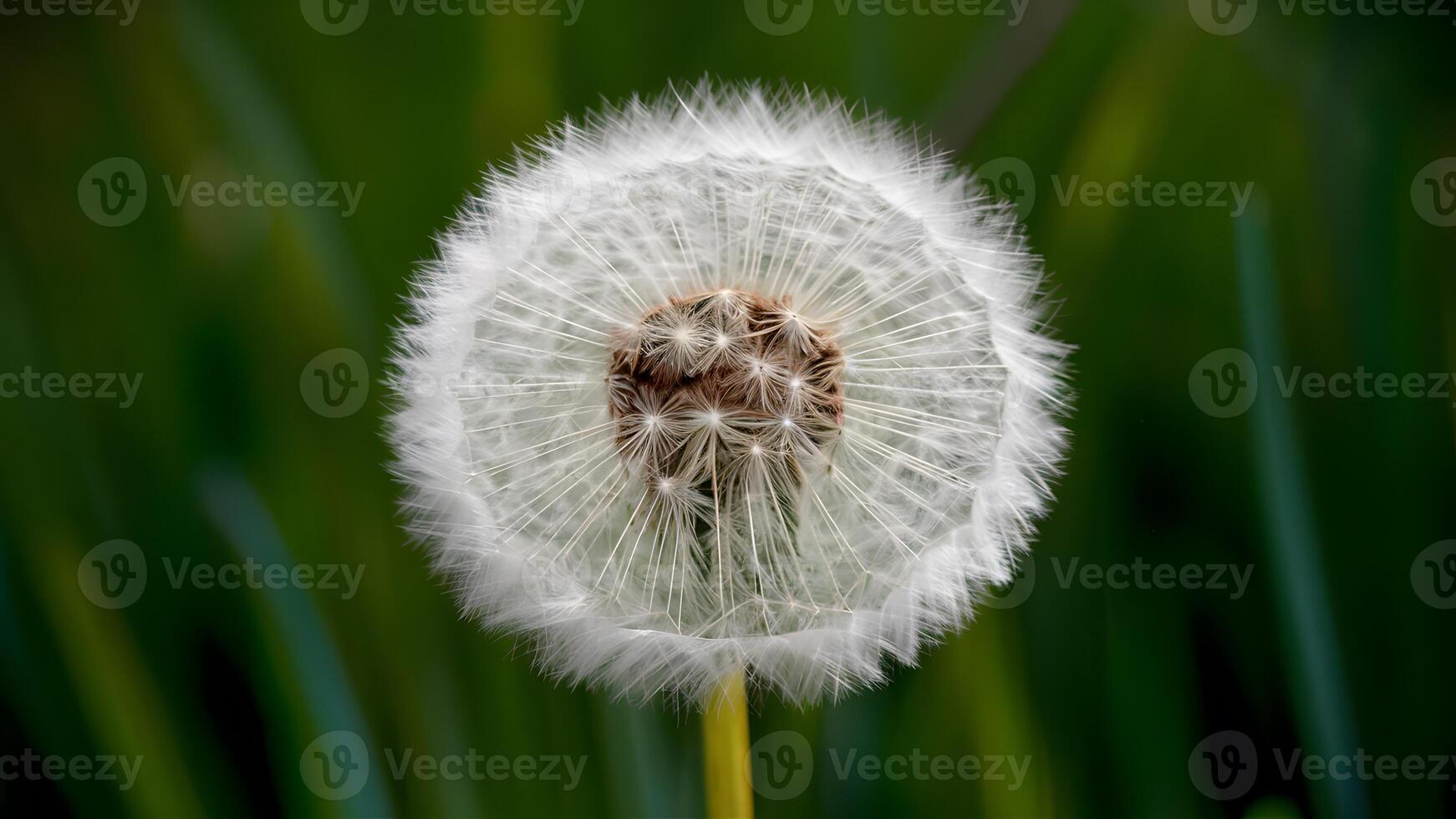 ai generado resumen suave extremo cerca arriba de diente de león flor, Clásico macro foto