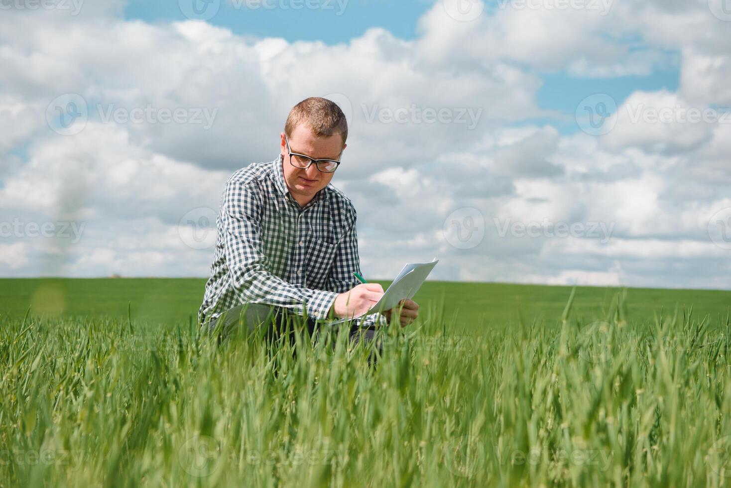 An agronomist investigates the ripening process of young wheat in the field. Agricultural business concept. The farmer works on a wheat field and inspects the quality of wheat sprouts. photo