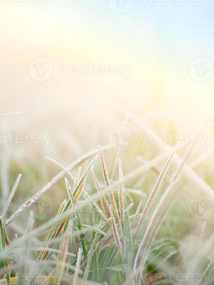 frosty morning on the meadow photo