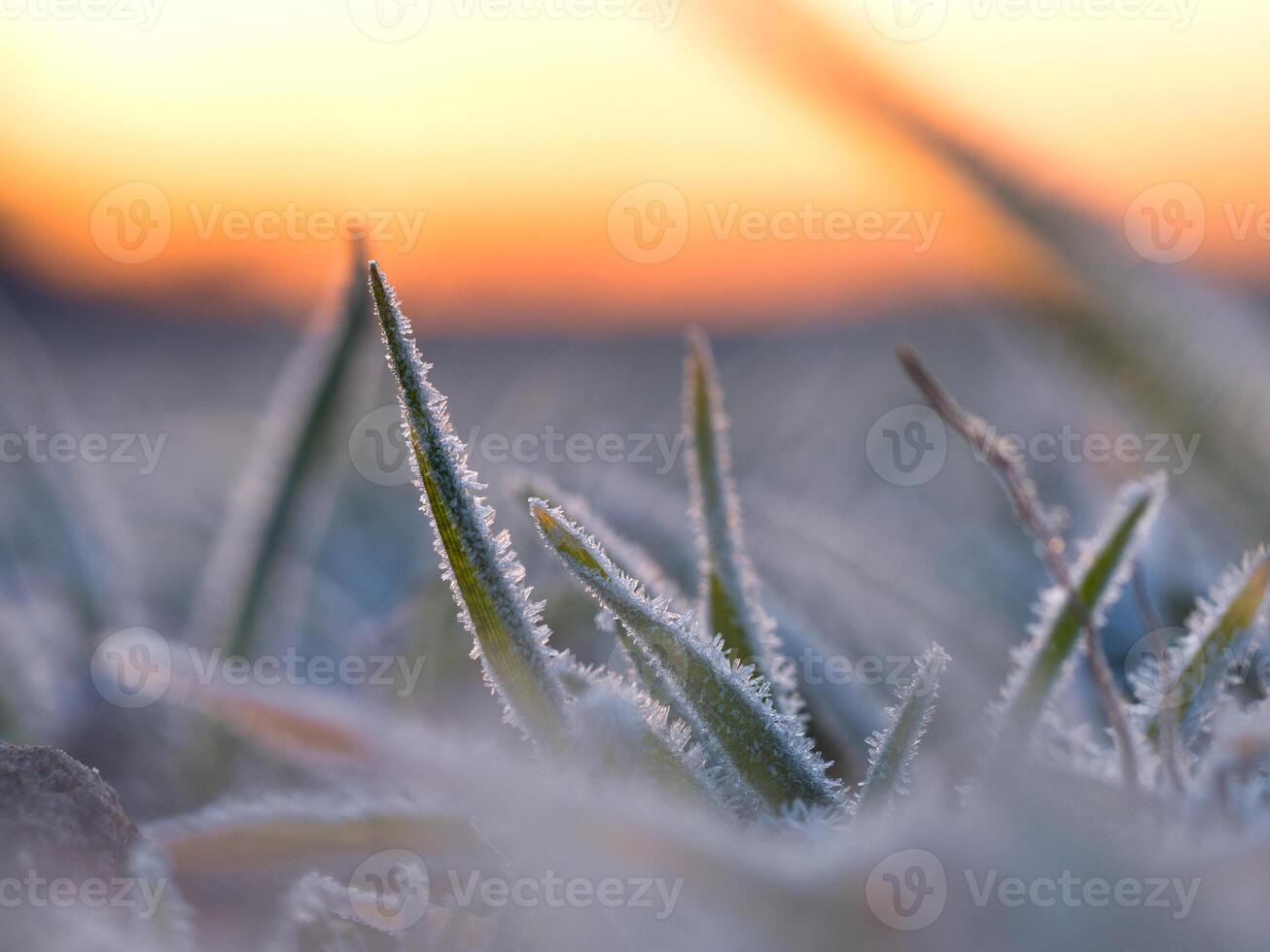 frosty morning on the meadow photo