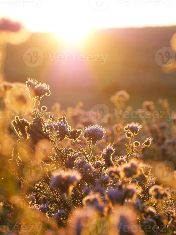 phacelia in the morning photo