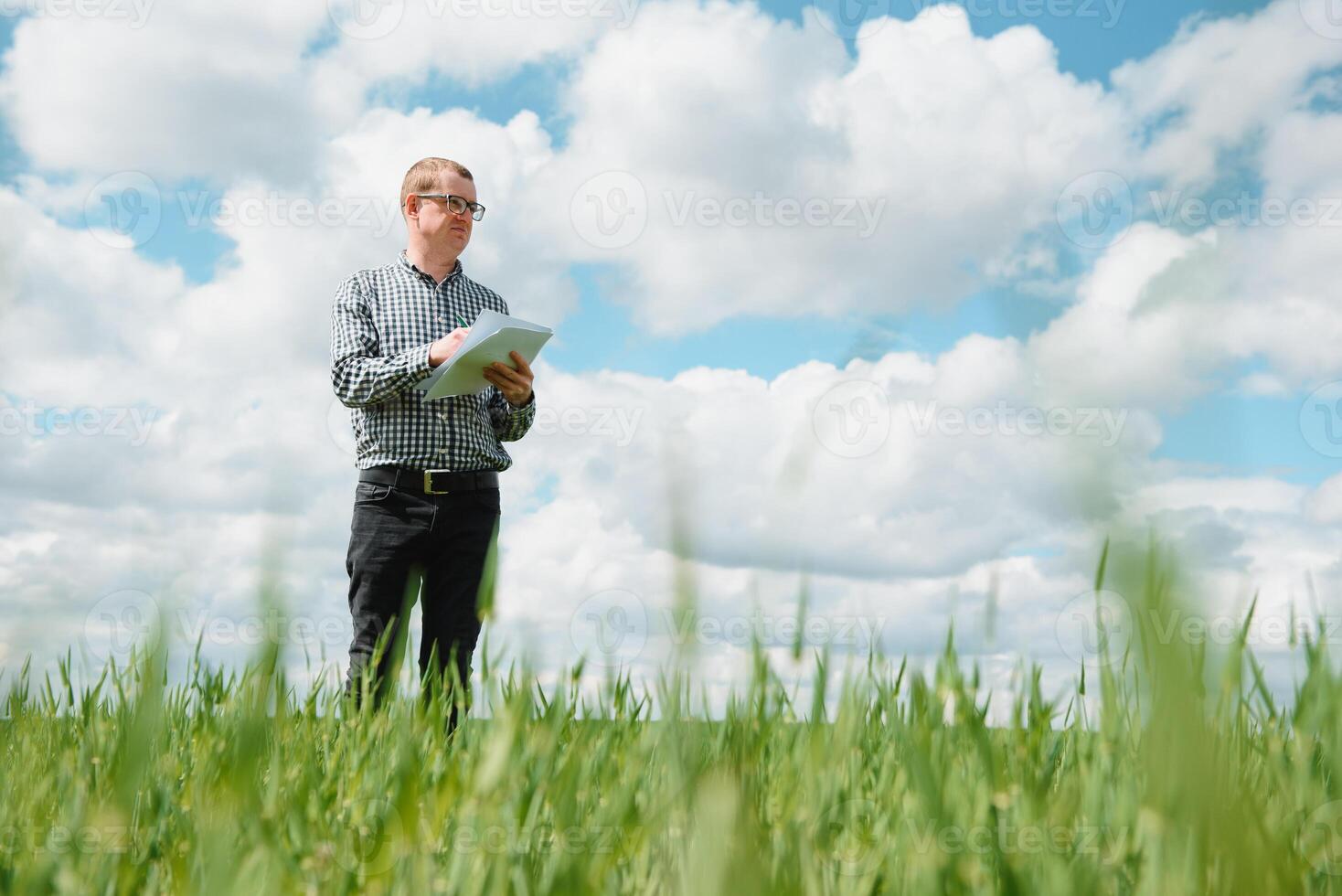 An agronomist investigates the ripening process of young wheat in the field. Agricultural business concept. The farmer works on a wheat field and inspects the quality of wheat sprouts. photo
