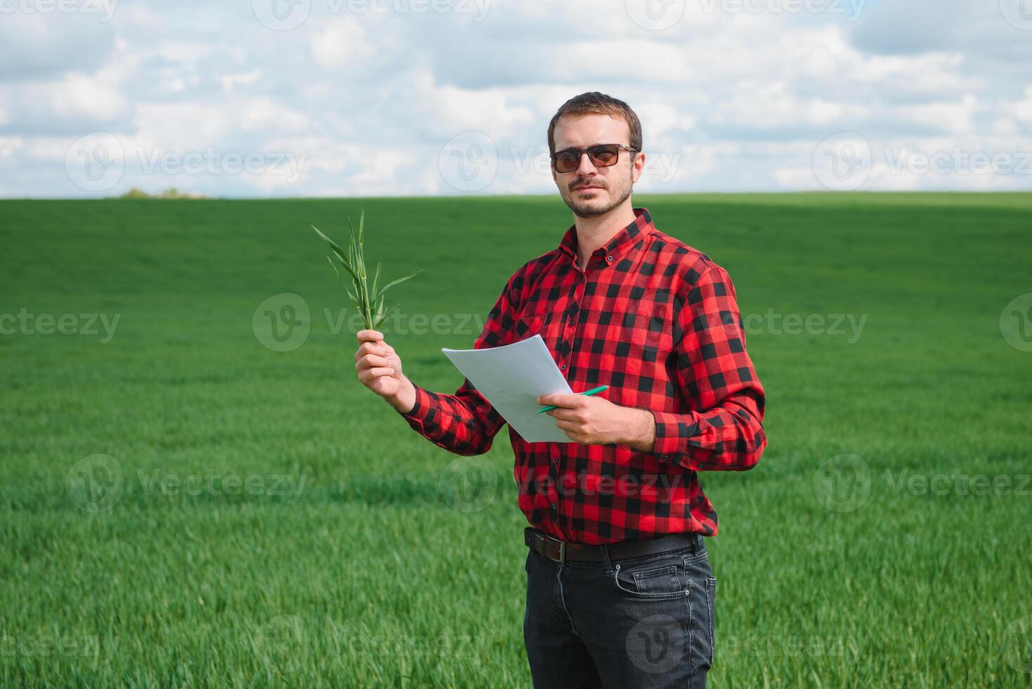 Young wheat sprout in the hands of a farmer. The farmer considers young wheat in the field. The concept of the agricultural business. photo