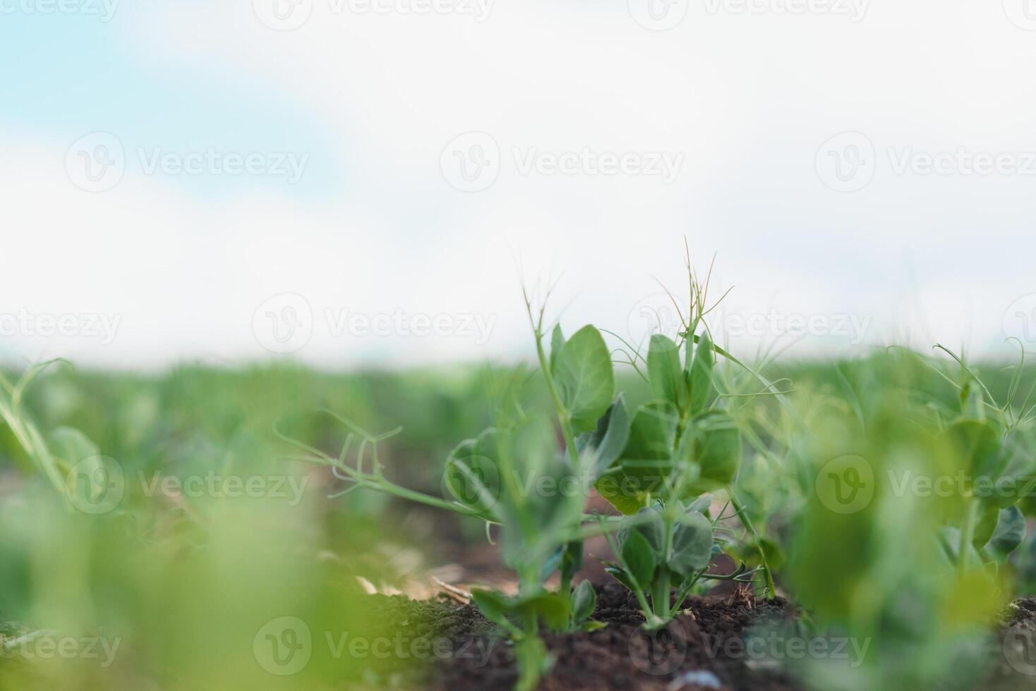 Young pea plants in early spring garden - selective focus, copy spsce photo
