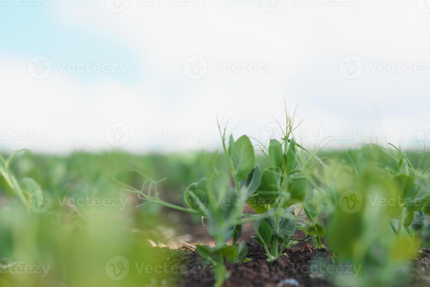 joven guisante plantas en temprano primavera jardín - selectivo enfocar, Copiar espacio foto