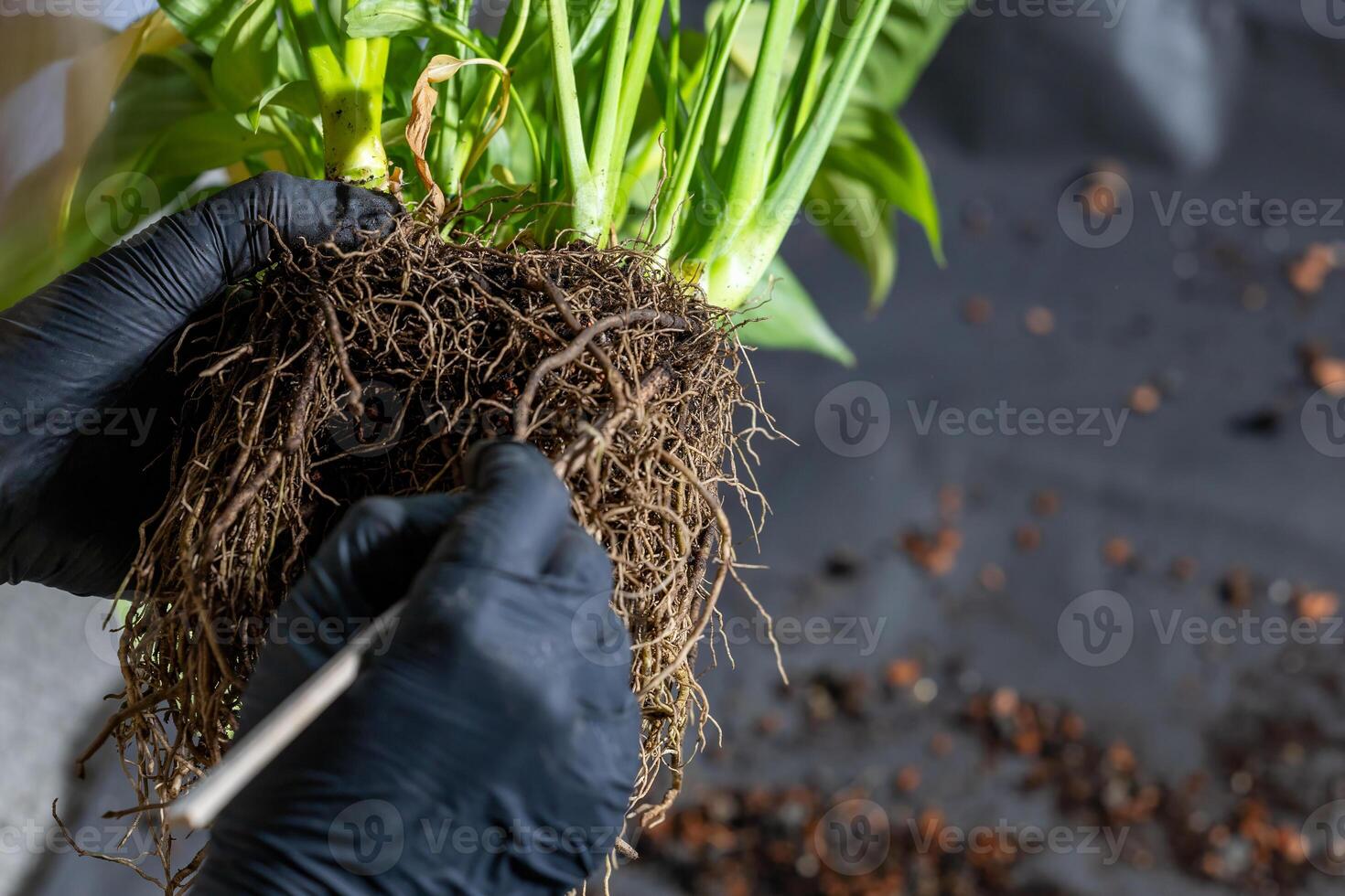 A person is holding a plant root in their hand photo