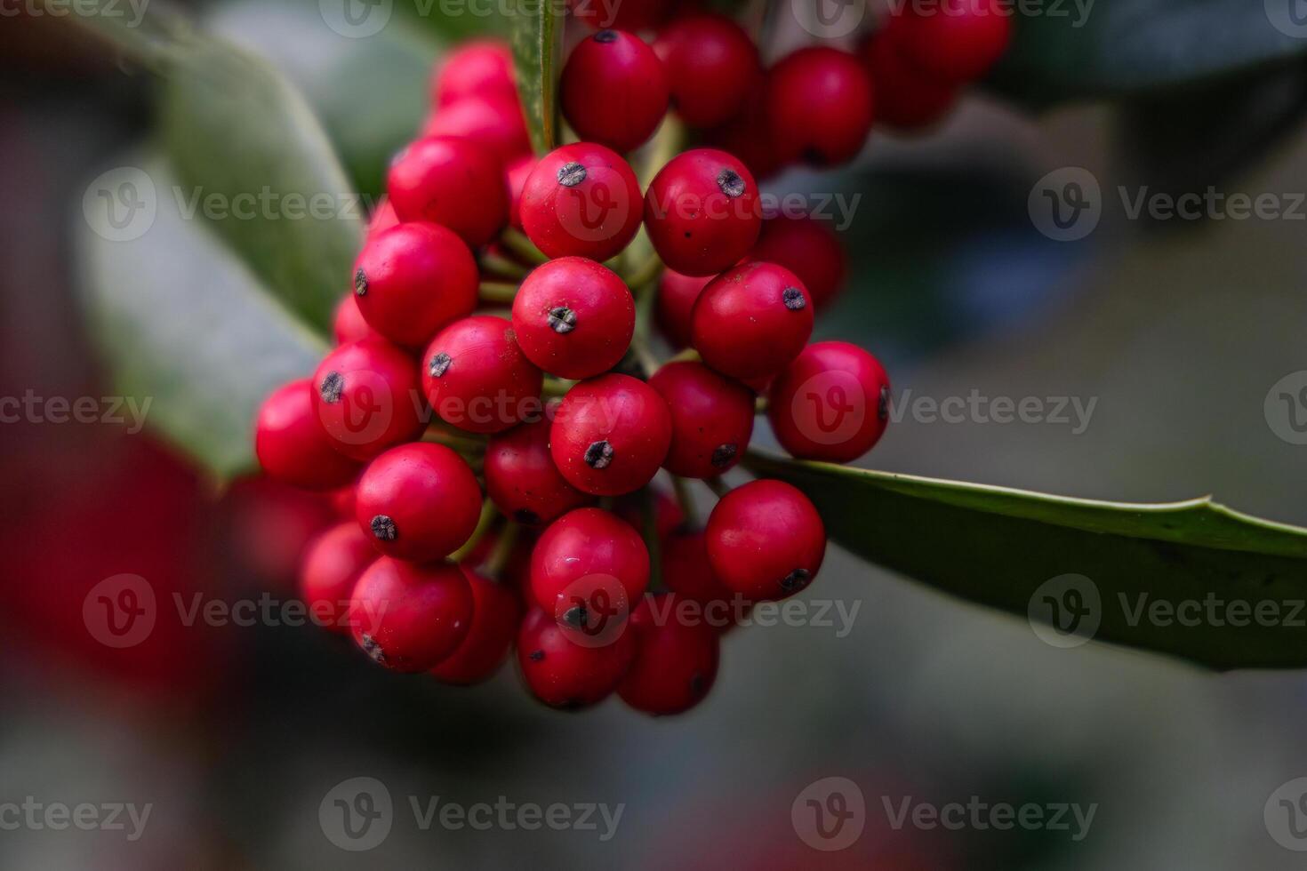 A cluster of red berries on a leaf photo