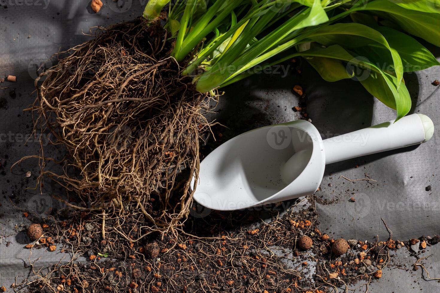 A white gardening tool is sitting on top of a pile of dirt and plant roots photo