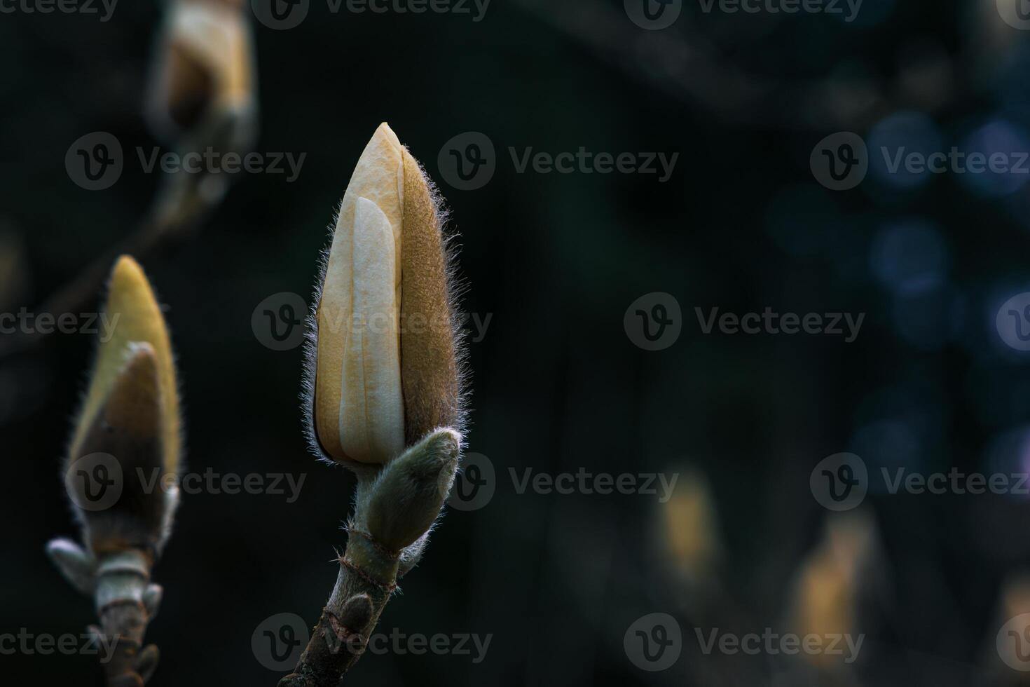 A close up of a flower bud with a few leaves on it photo