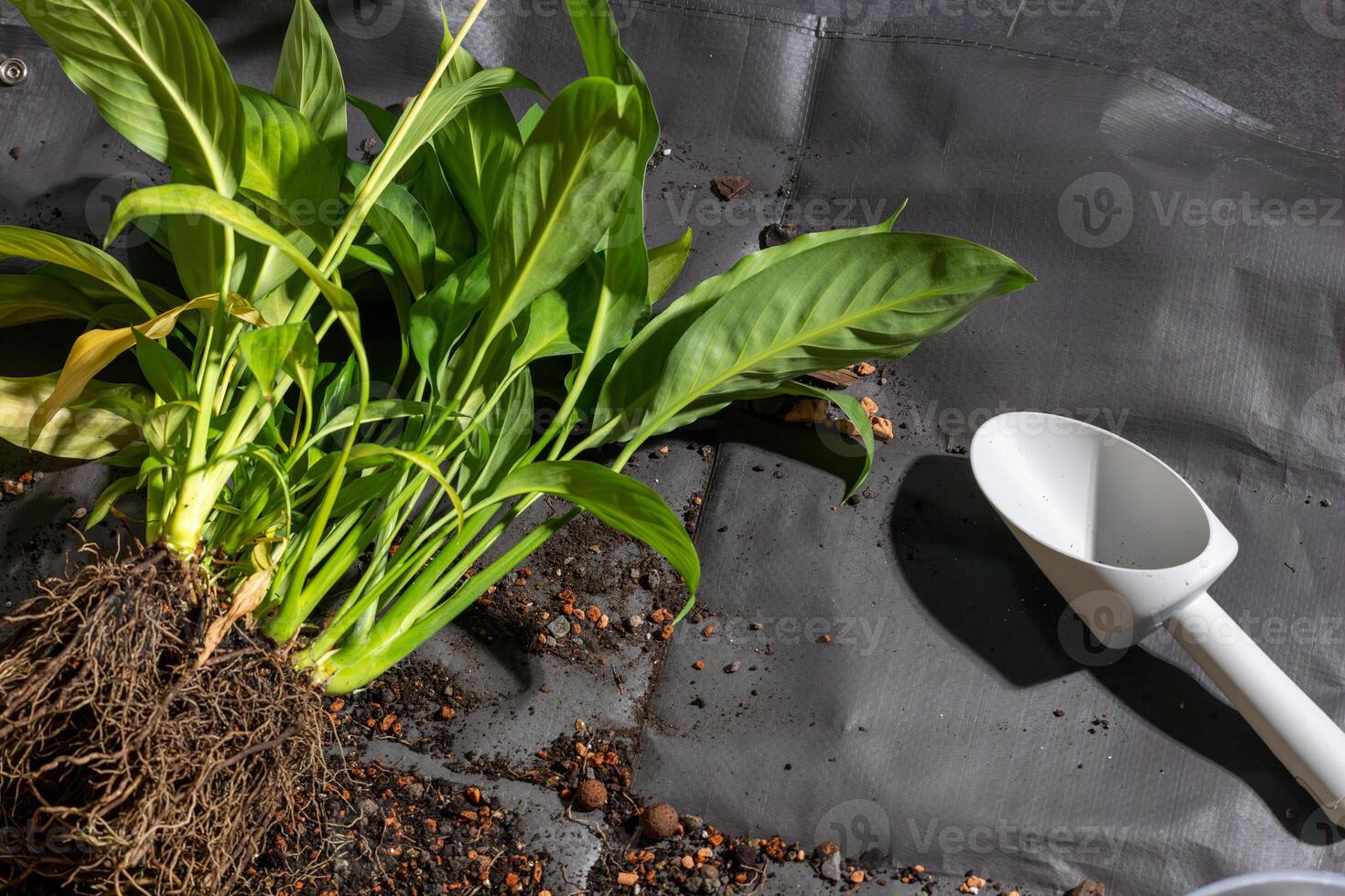 un planta con sus raíces expuesto en un negro superficie foto