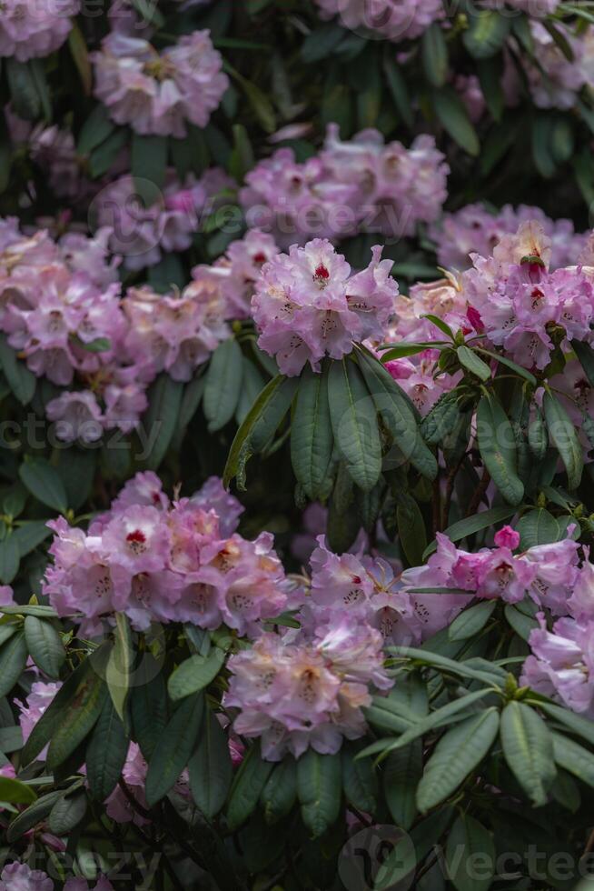 A bunch of pink flowers are blooming on a bush photo