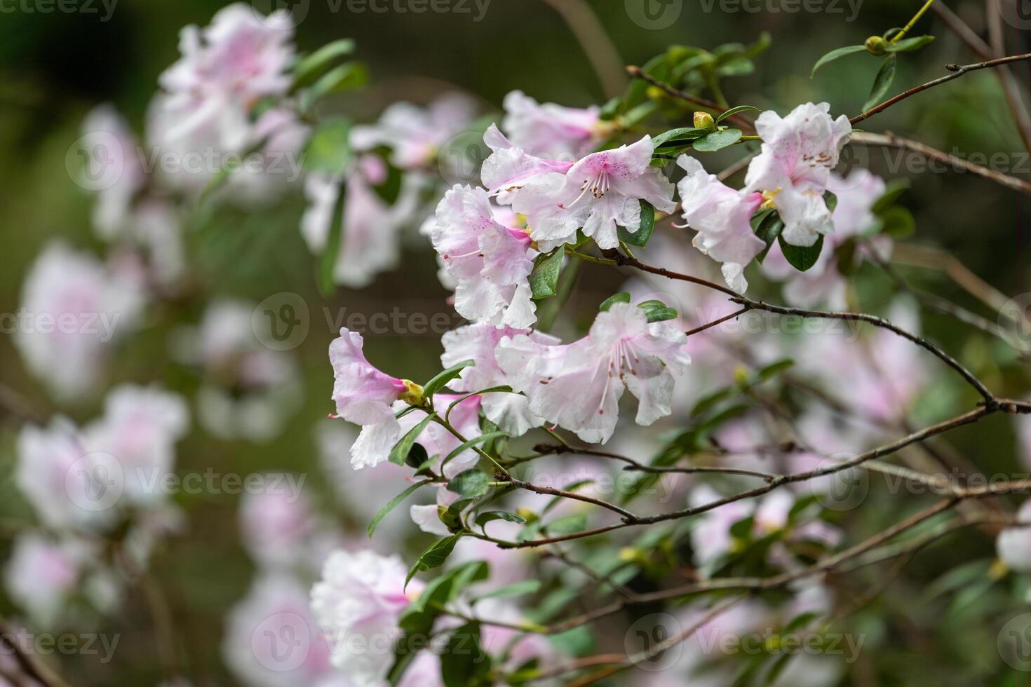 un manojo de rosado flores son en un árbol rama foto