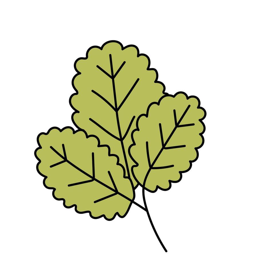 Strawberry leaf. Vector illustration in doodle style.