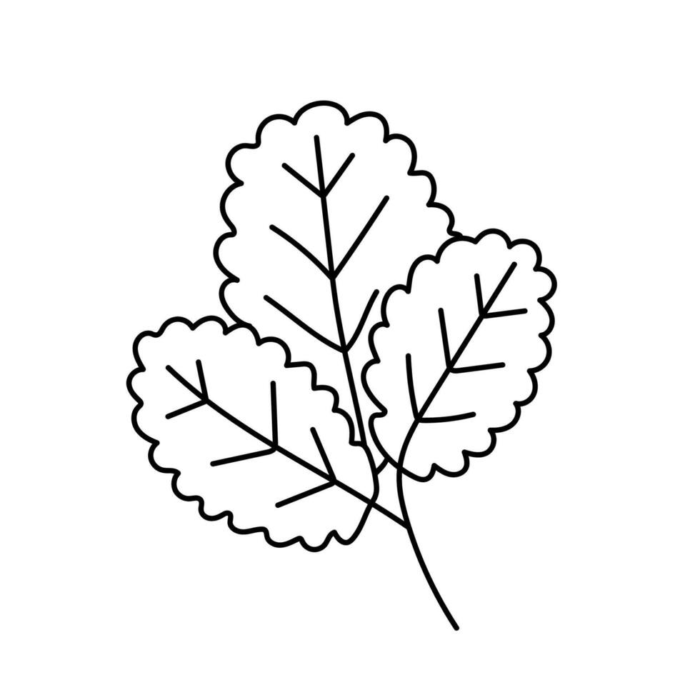 Strawberry leaf. Vector illustration in doodle style.