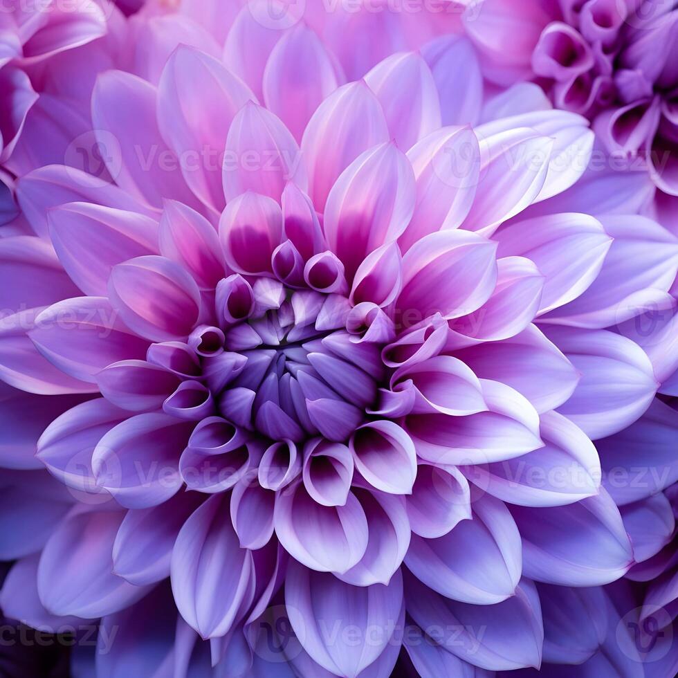 AI generated Pink and purple dahlia petals macro, floral abstract background. Close up of flower dahlia for background, Soft focus photo