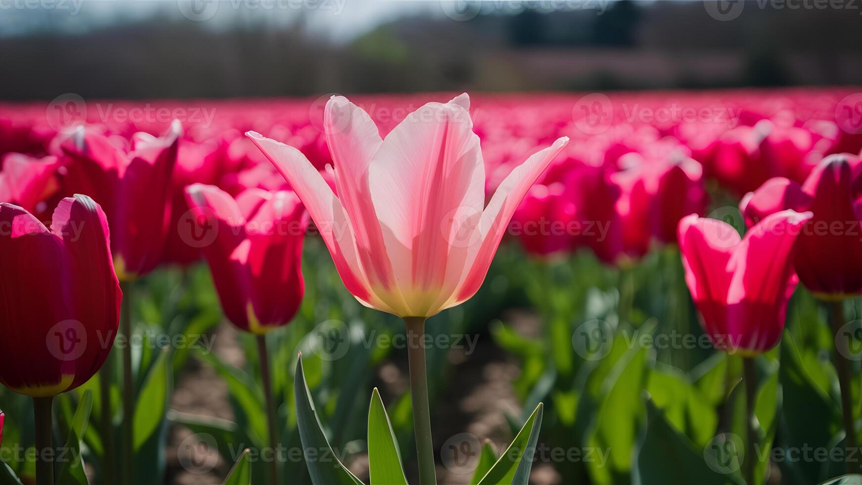 ai generado rosado tulipán floración en rojo tulipanes campo debajo primavera luz de sol foto