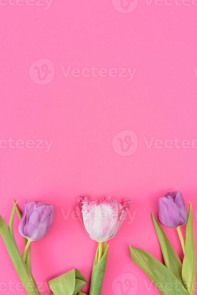 Floral background with tulips flowers on pink pastel background. Flat lay, top view. Woman day background. photo