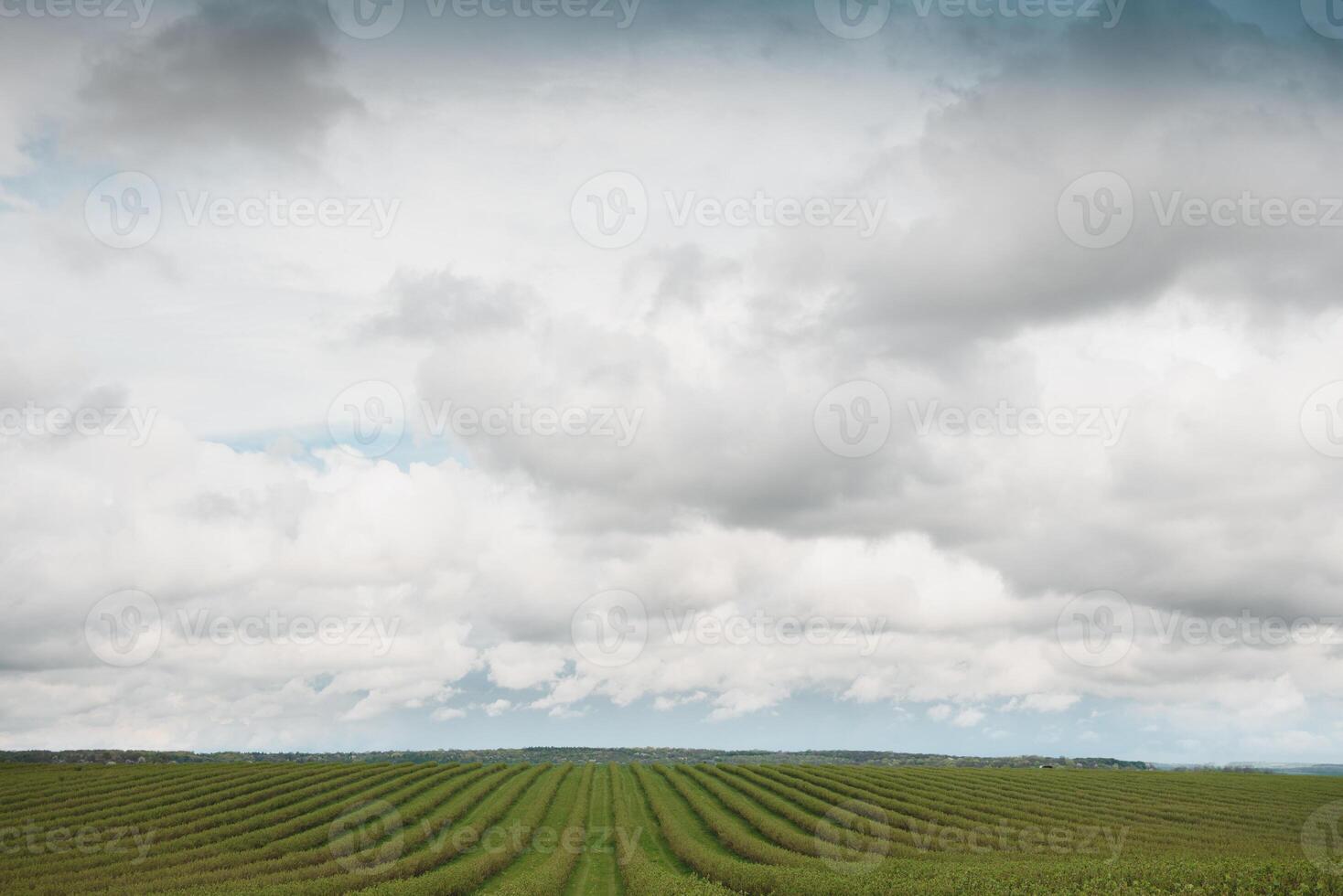 level lines of currants plantation, natural fruit products. photo