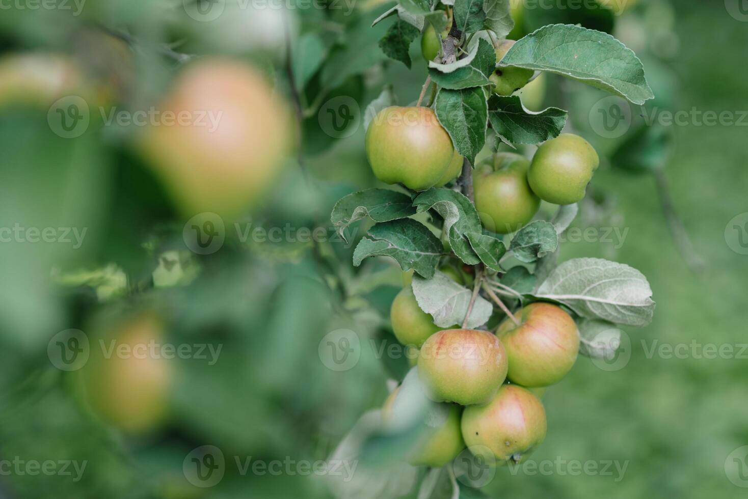 Red-orange apple on the apple tree which is ready for picking photo