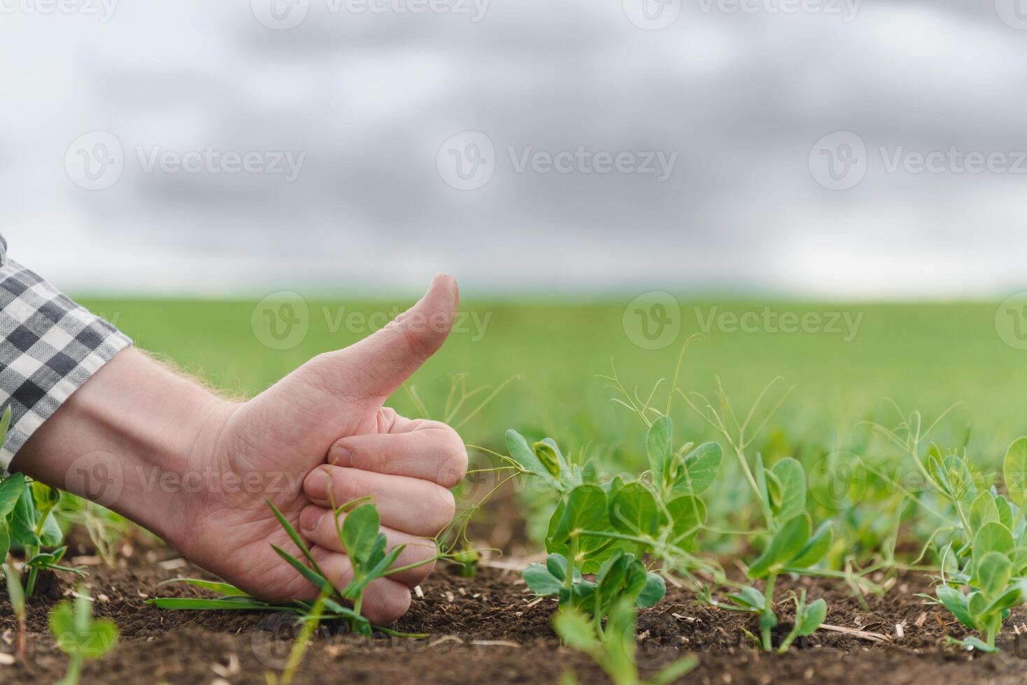 granjero es estudiando el desarrollo de vegetal guisantes. granjero es cuidando para verde chícharos en campo. el concepto de agricultura. granjero examina joven guisante dispara en un cultivado agrícola área. foto