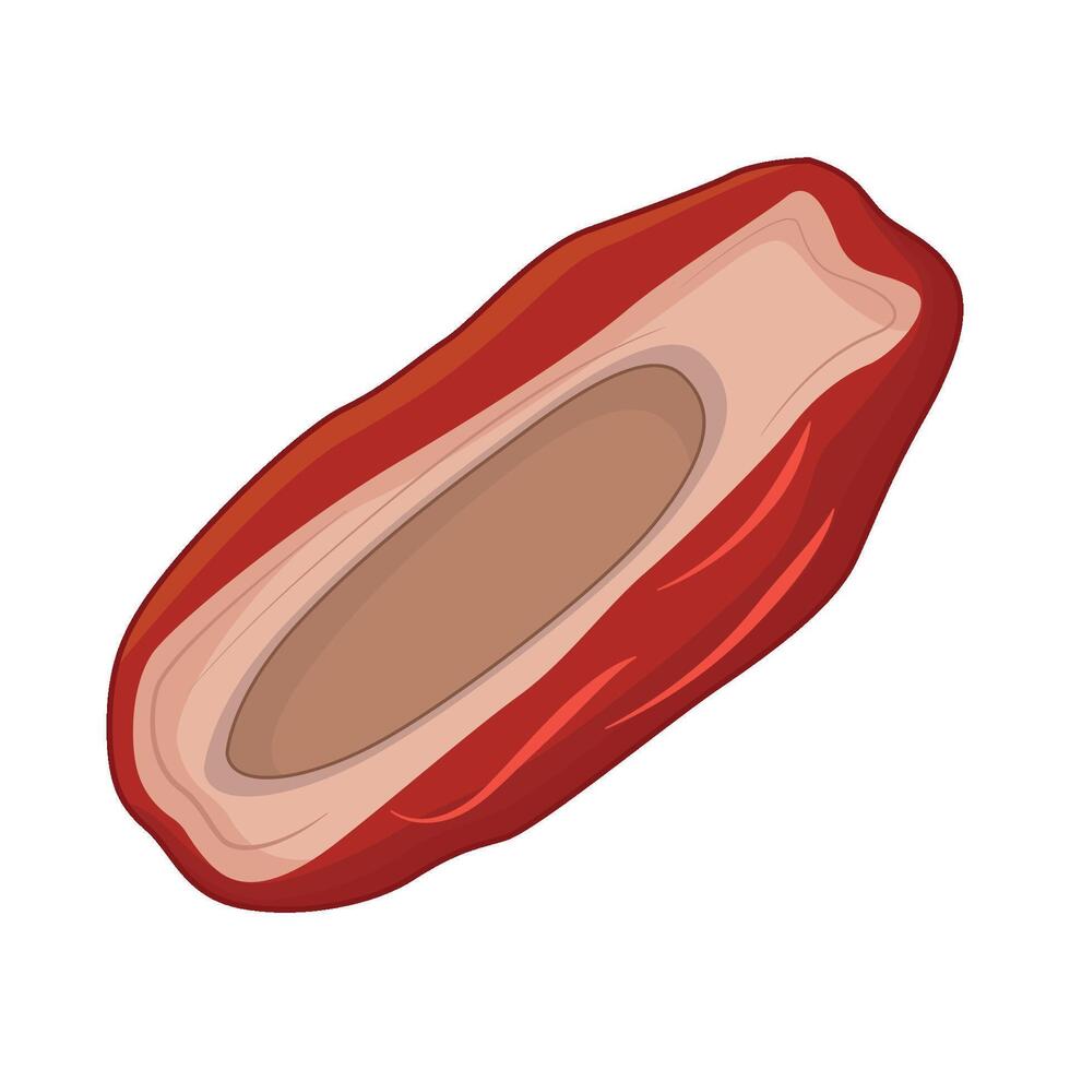 illustration of kurma vector