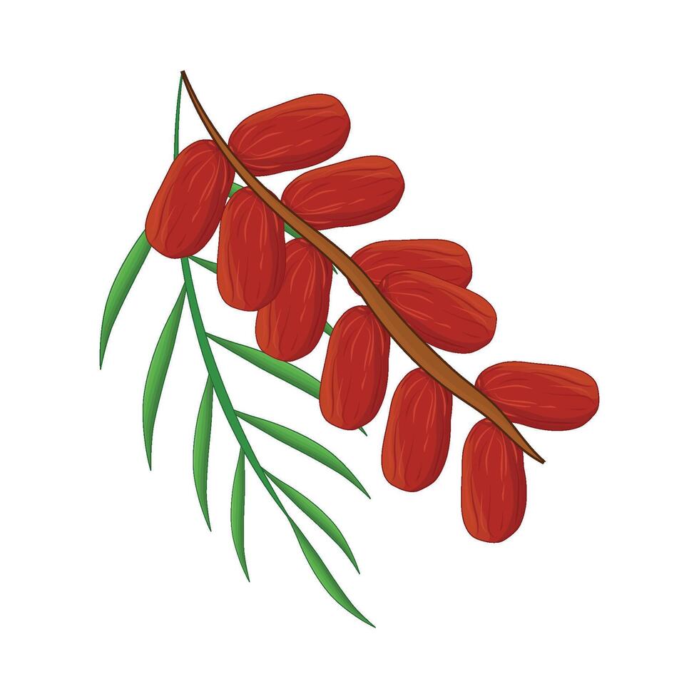 illustration of kurma vector