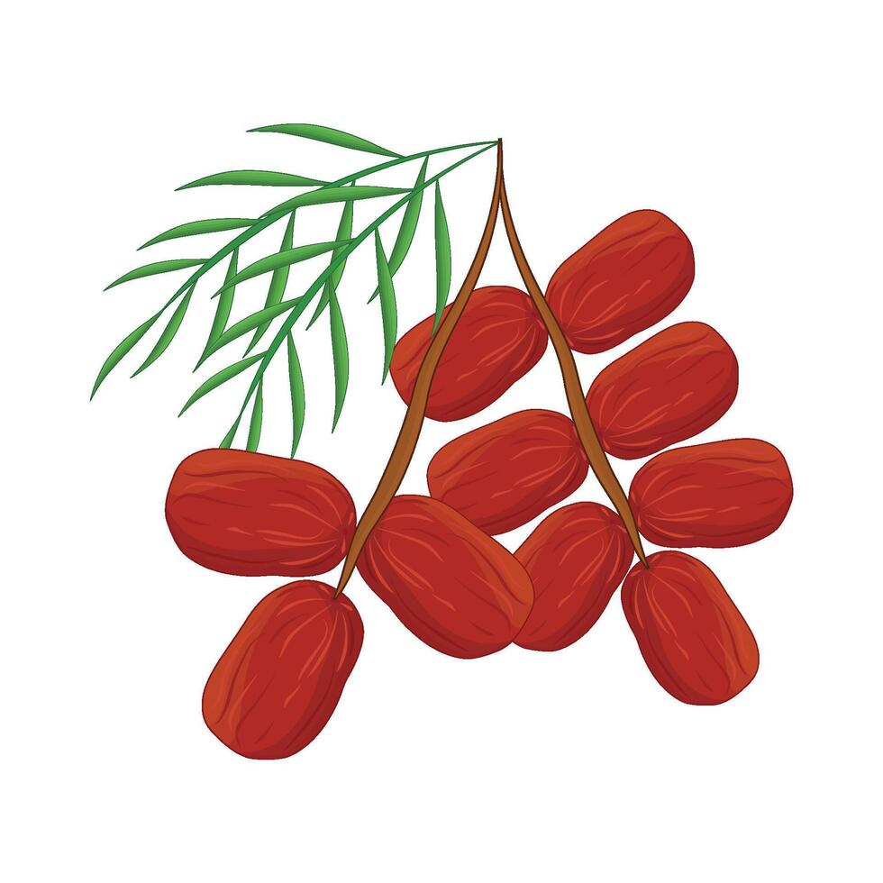illustration of kurma vector